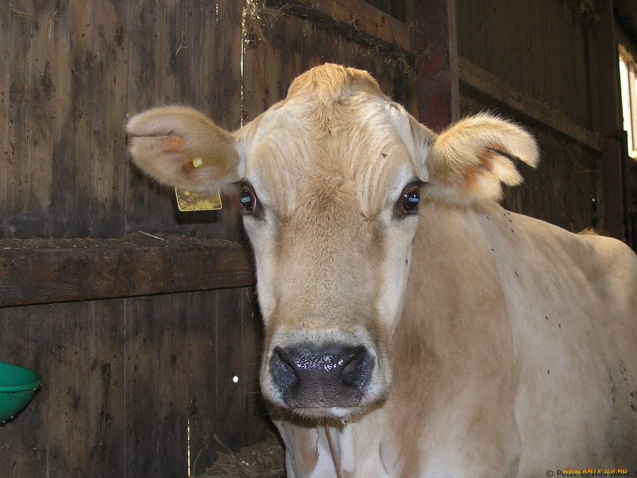 животные, коровы, буйволы