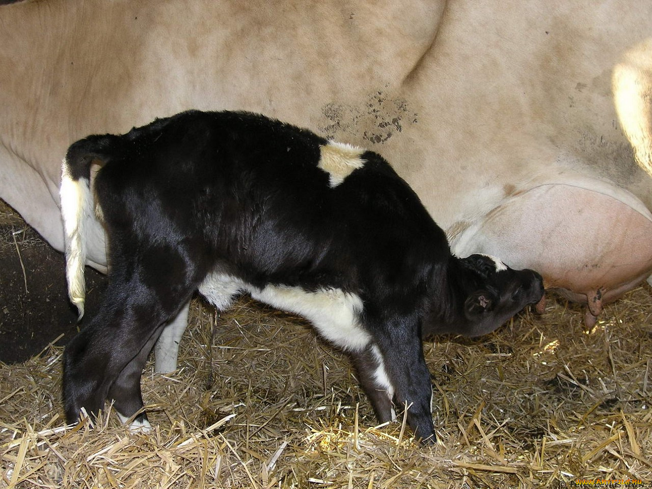 животные, коровы, буйволы