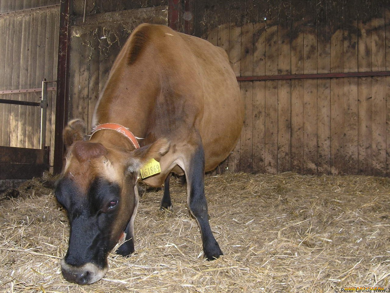 животные, коровы, буйволы