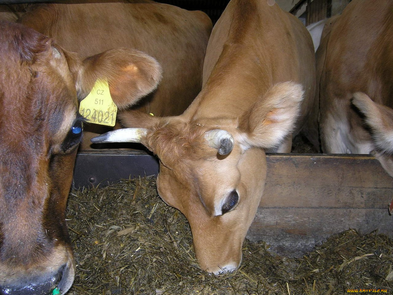 животные, коровы, буйволы