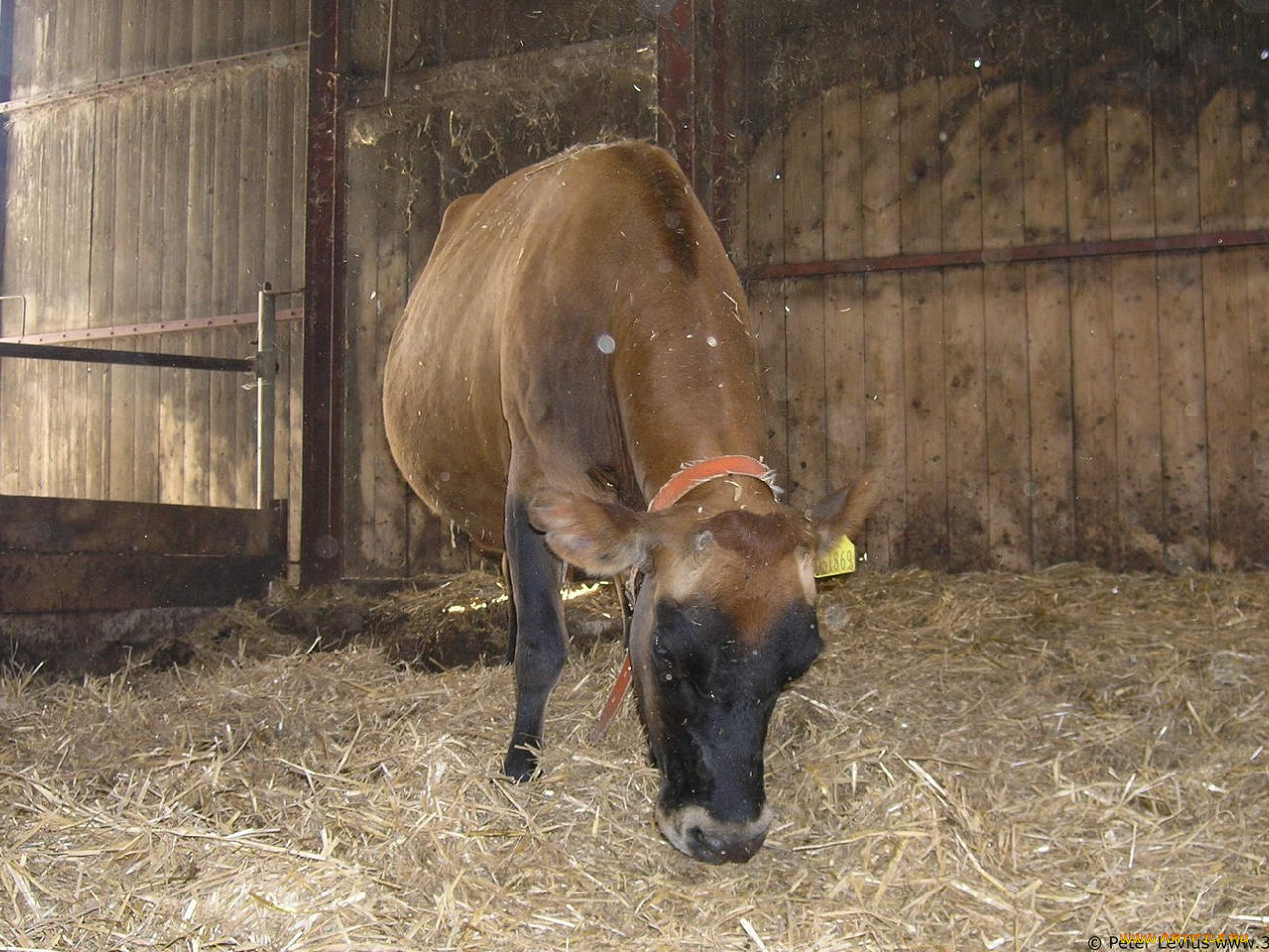 животные, коровы, буйволы