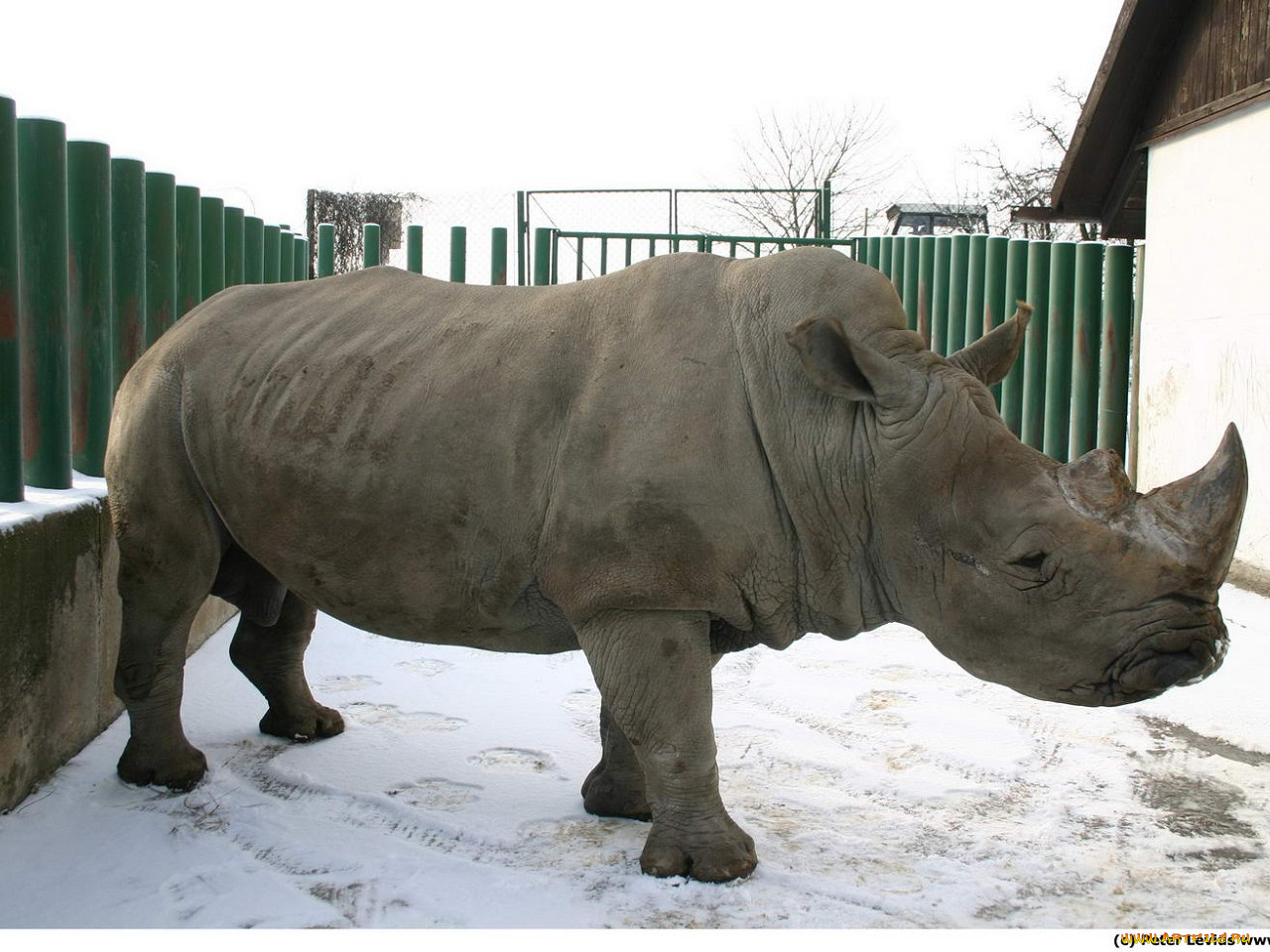 животные, носороги