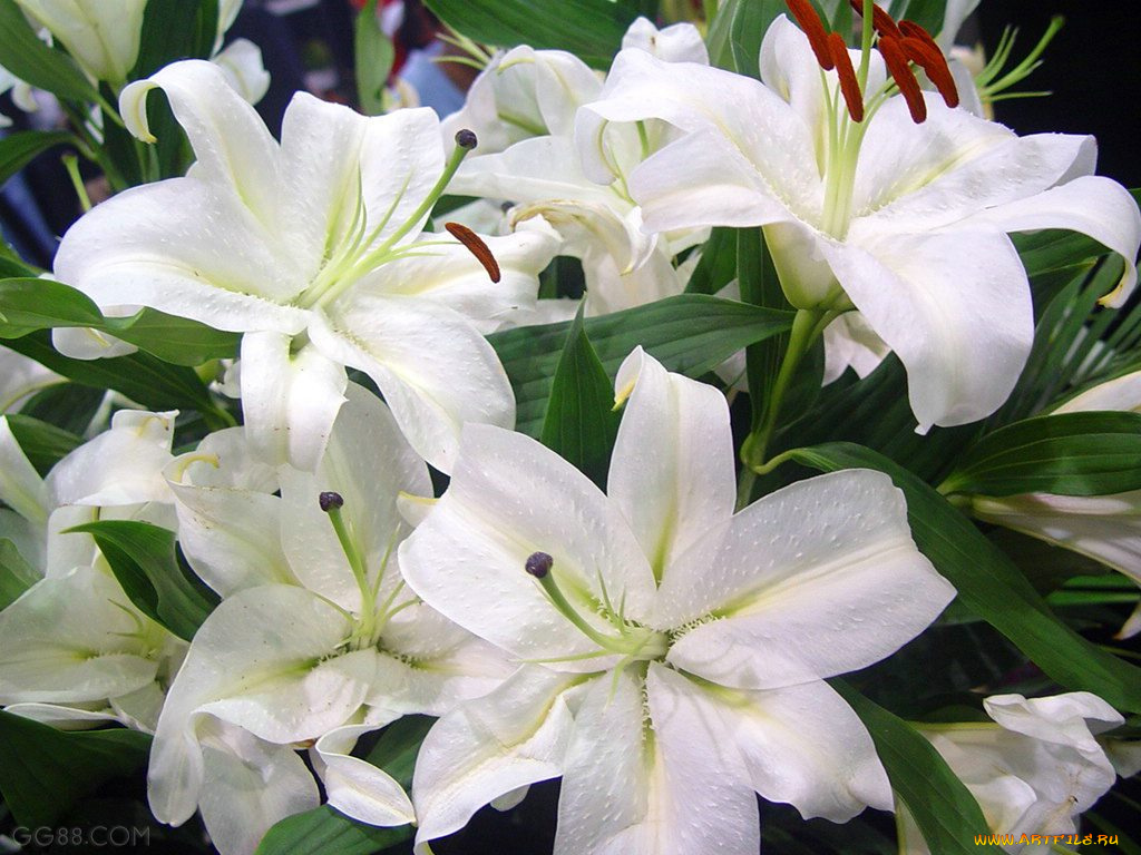 цветы, лилии, лилейники