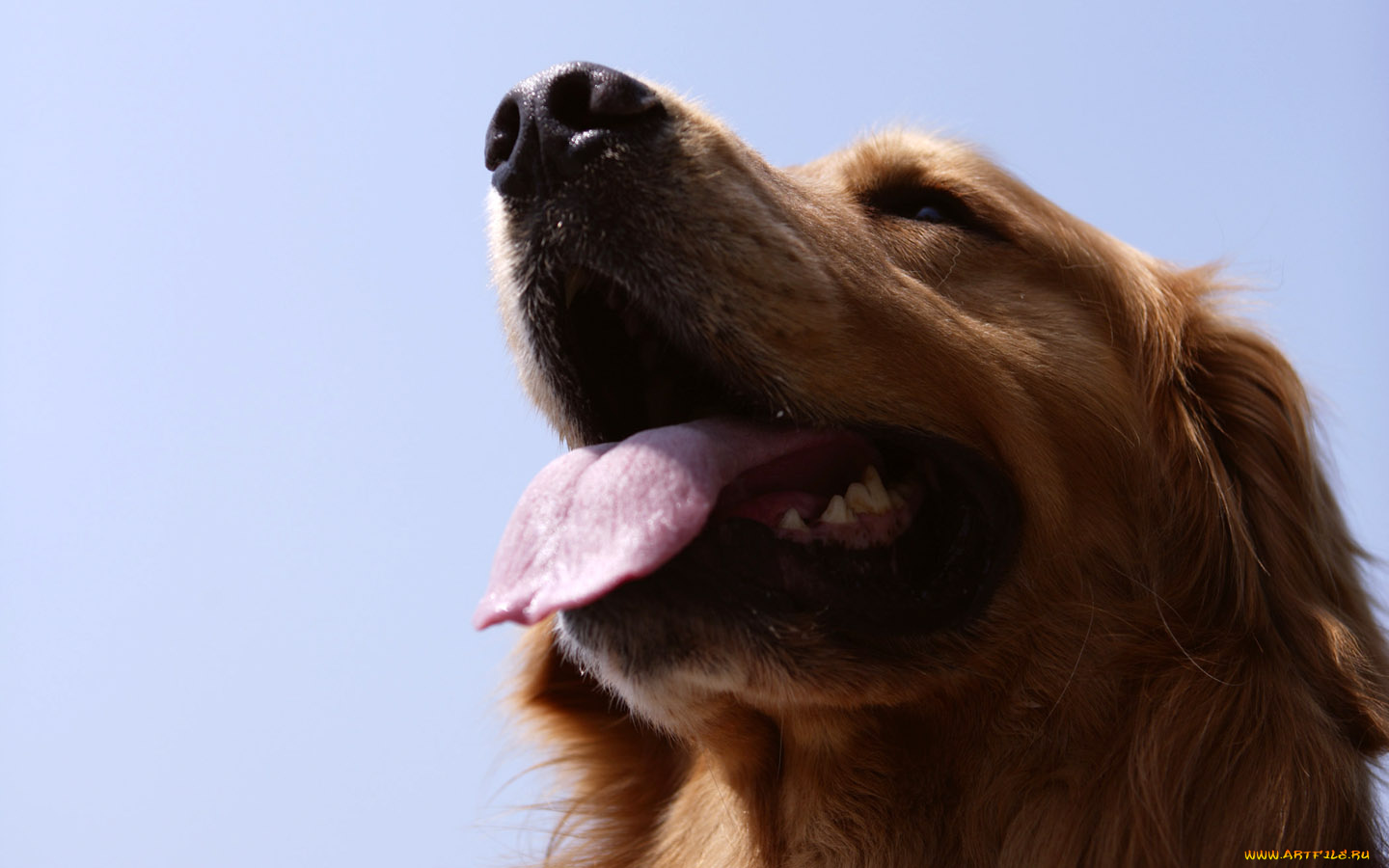 животные, собаки