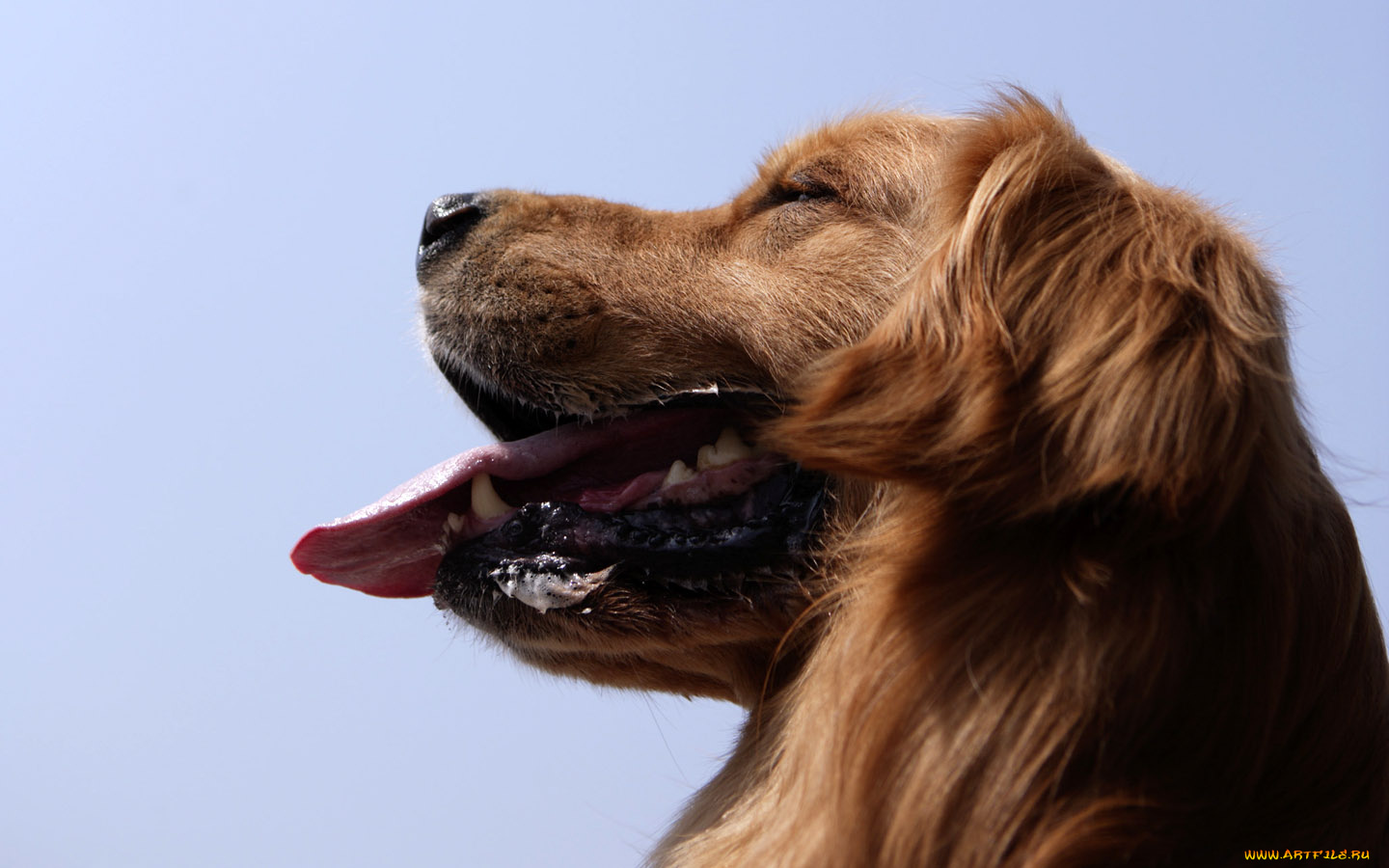 животные, собаки