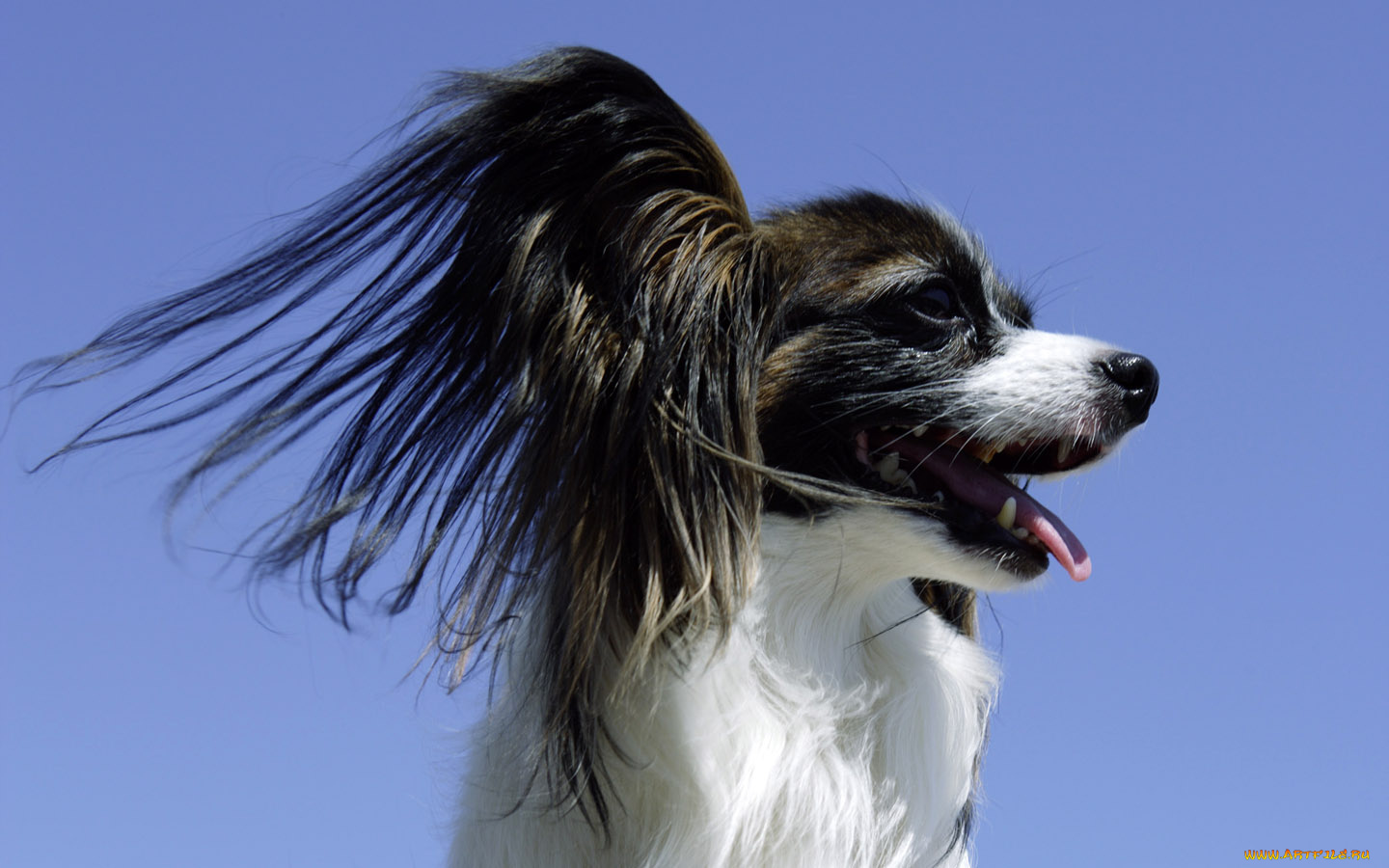 животные, собаки