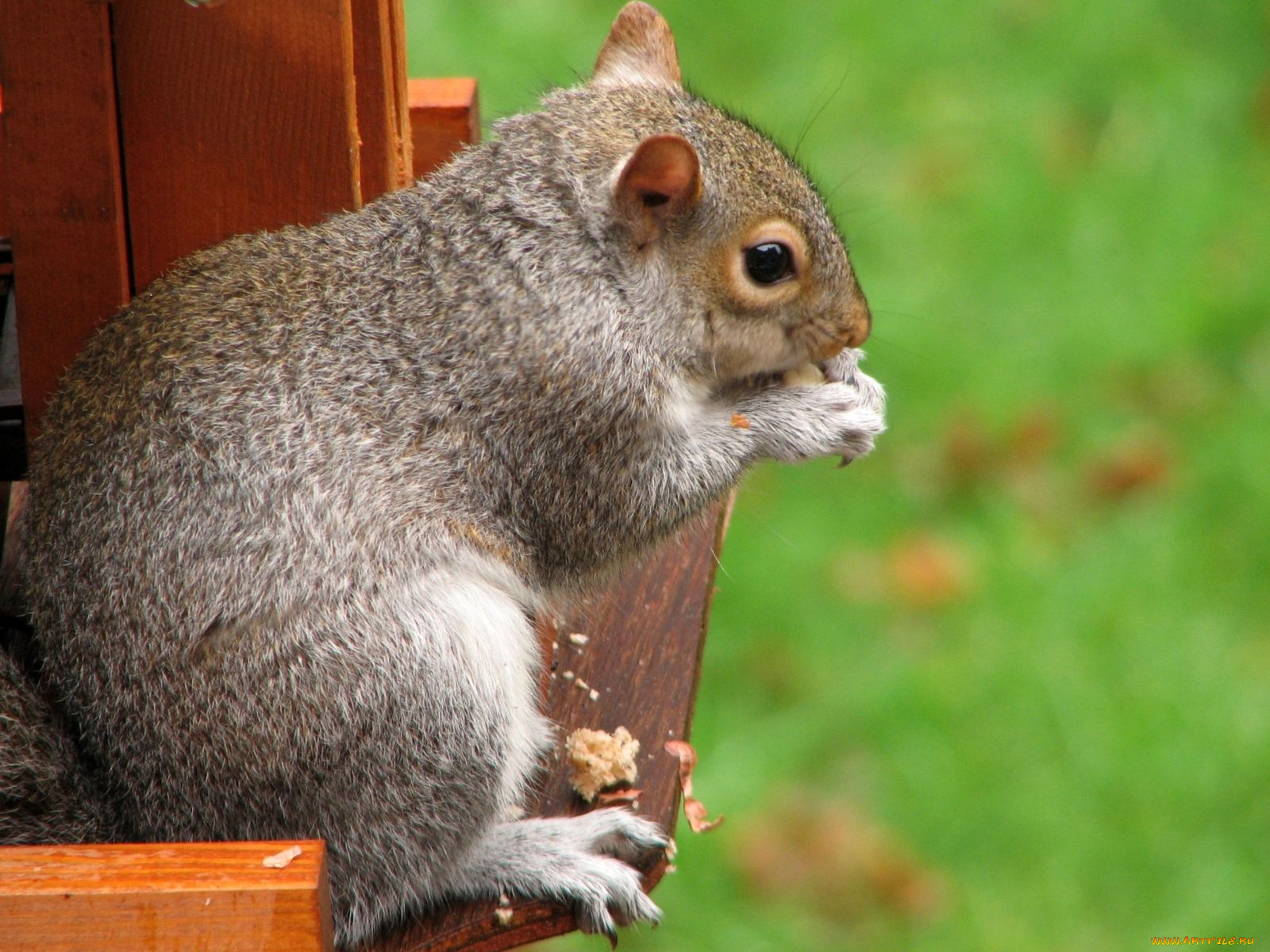 животные, белки