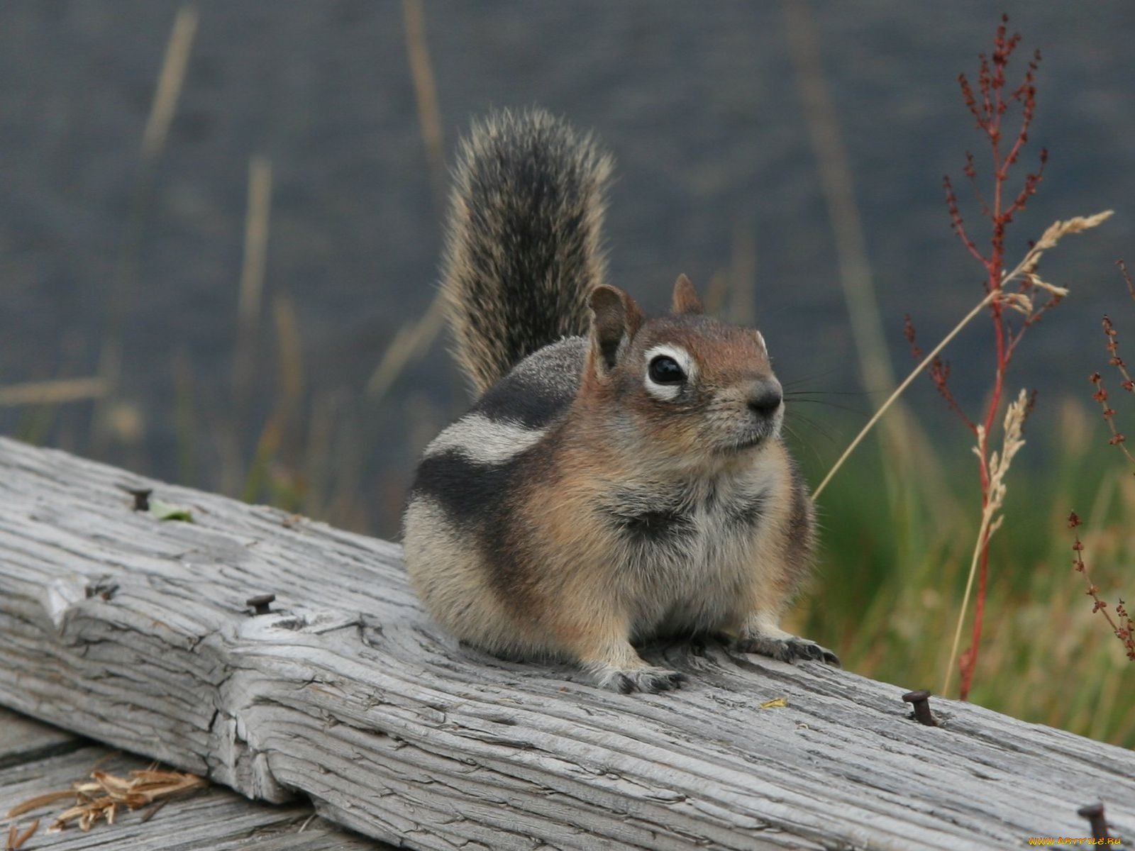 животные, бурундуки