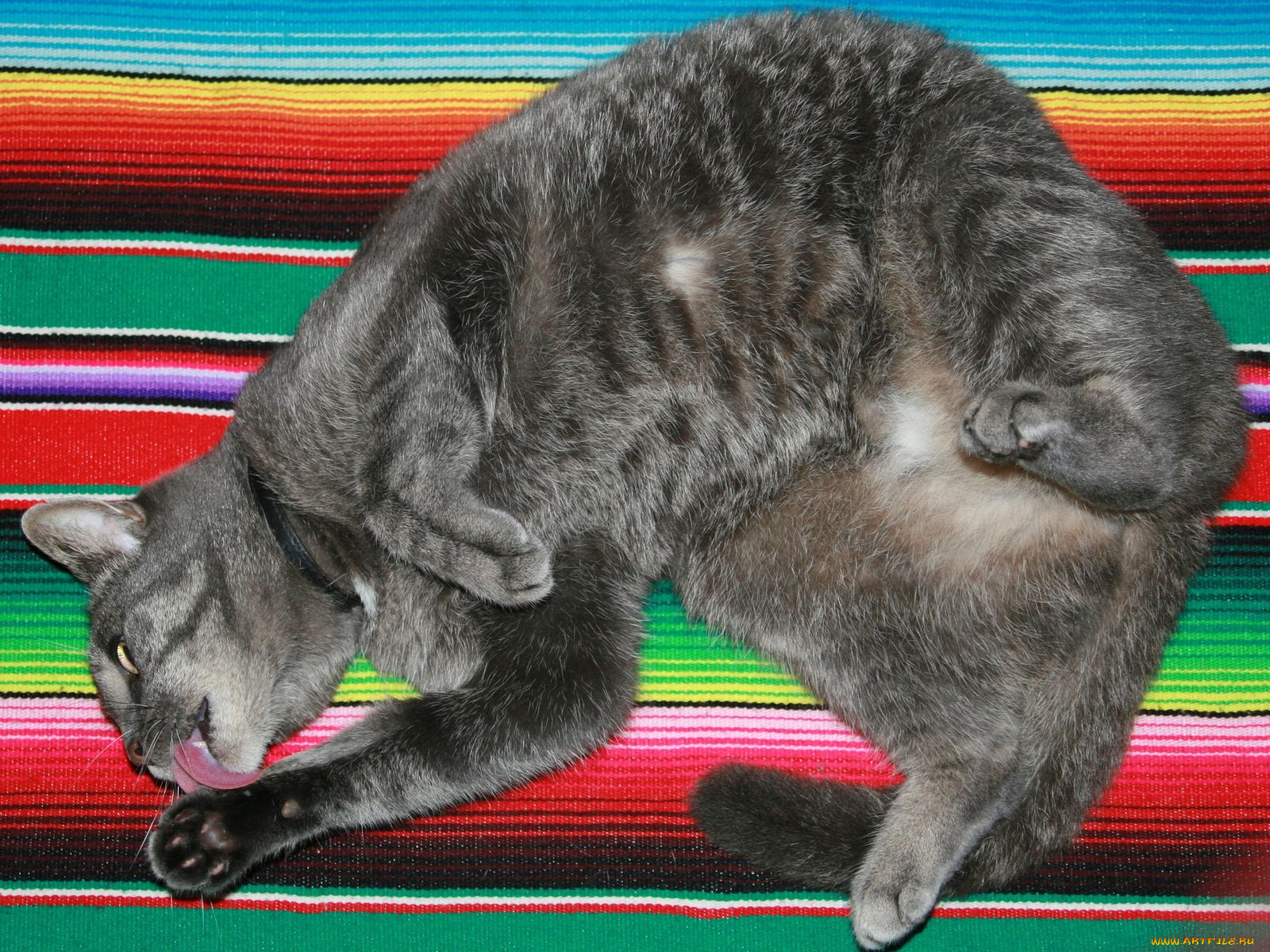 животные, коты