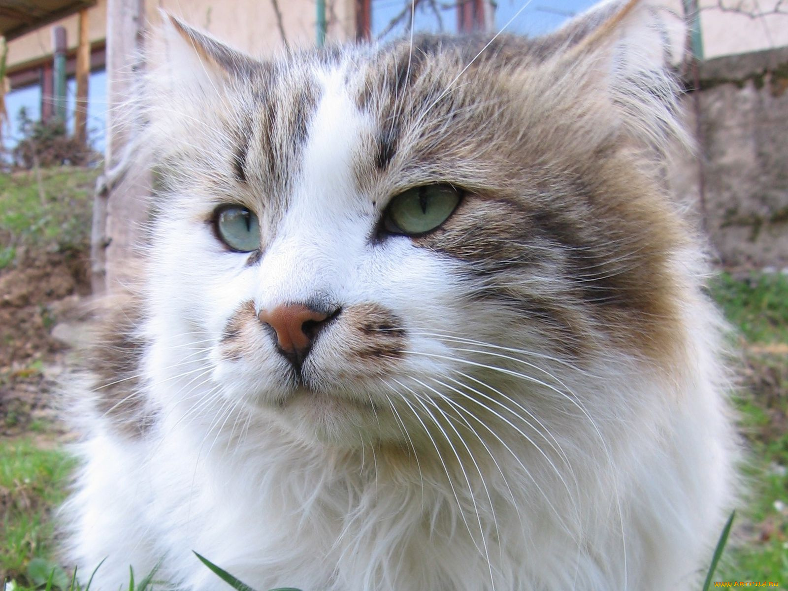 животные, коты