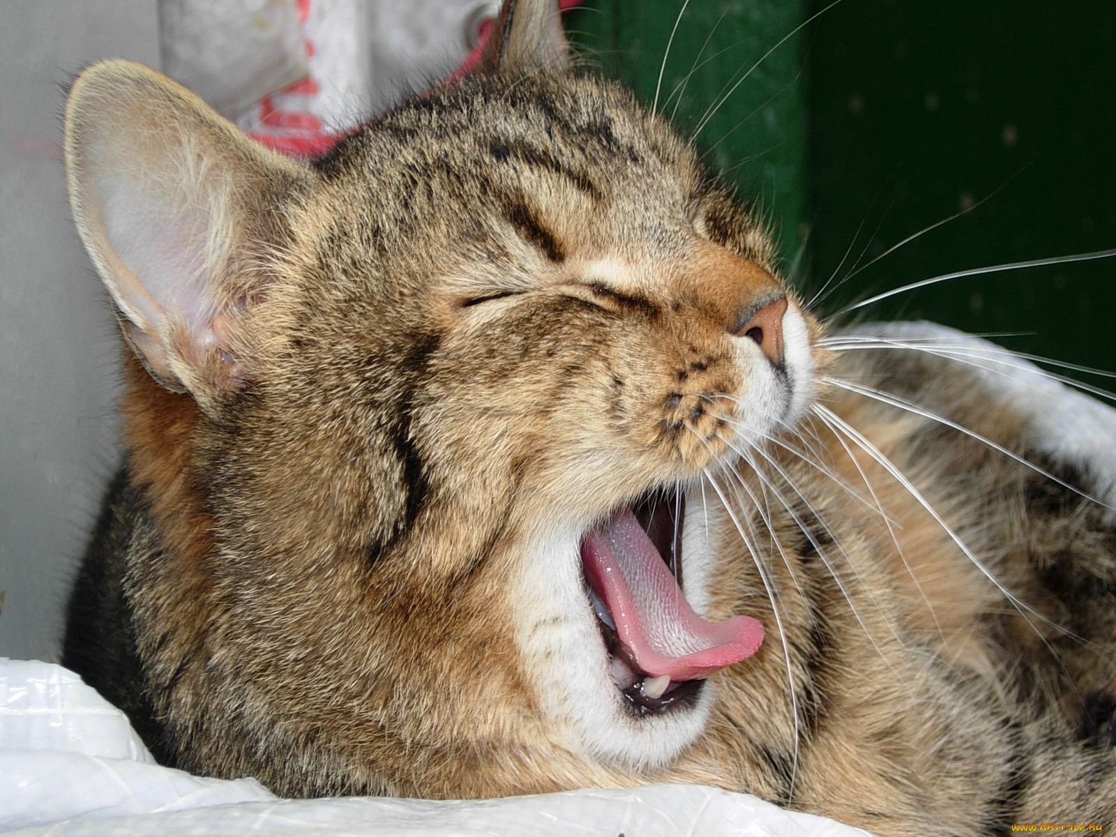 животные, коты