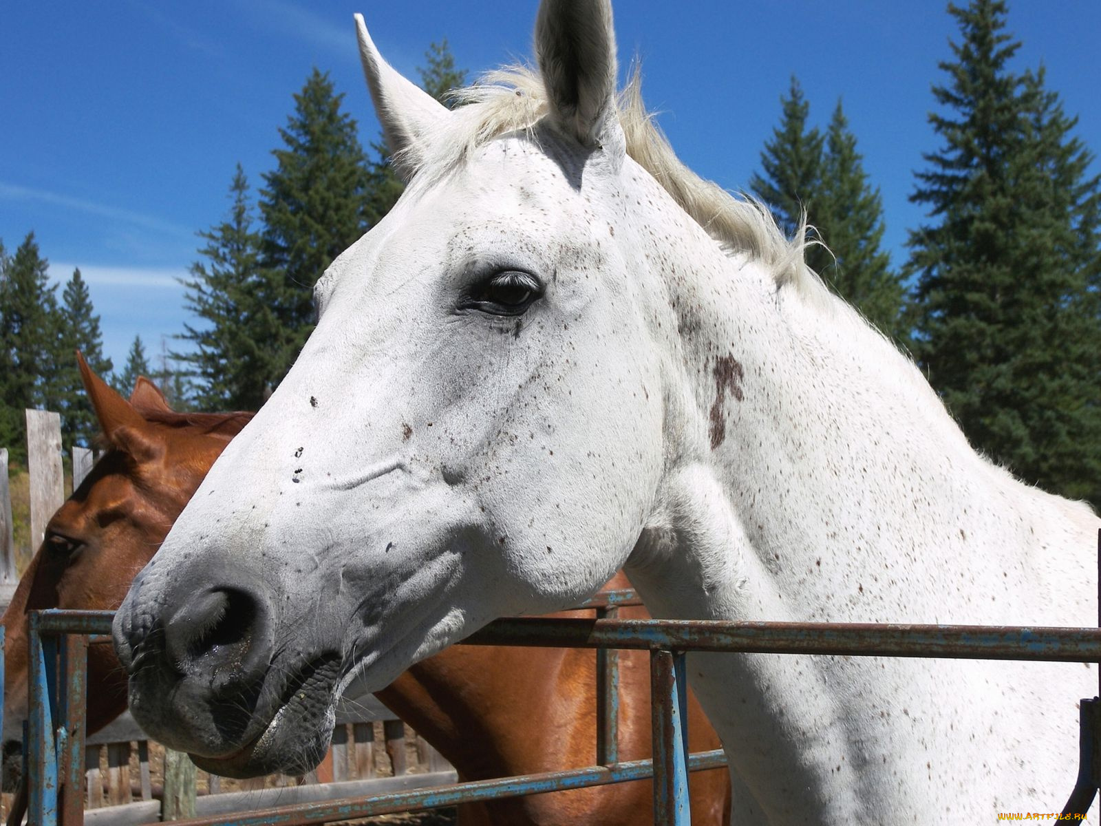 животные, лошади