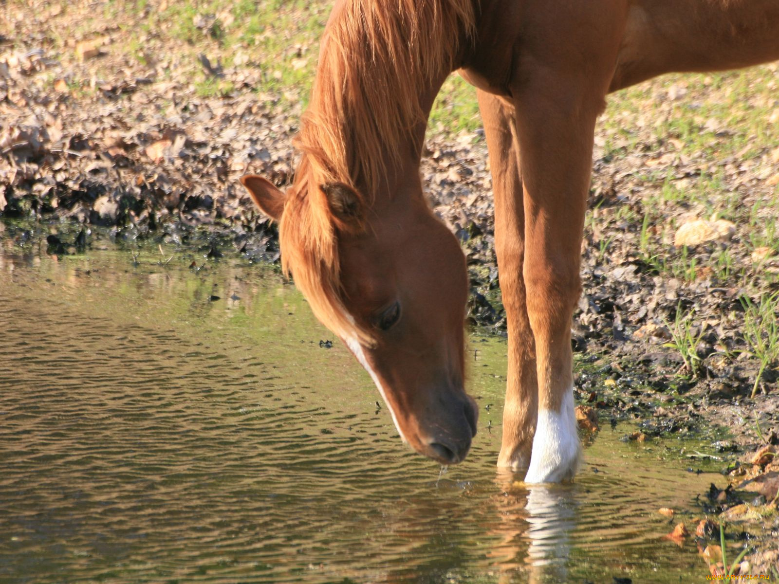 животные, лошади