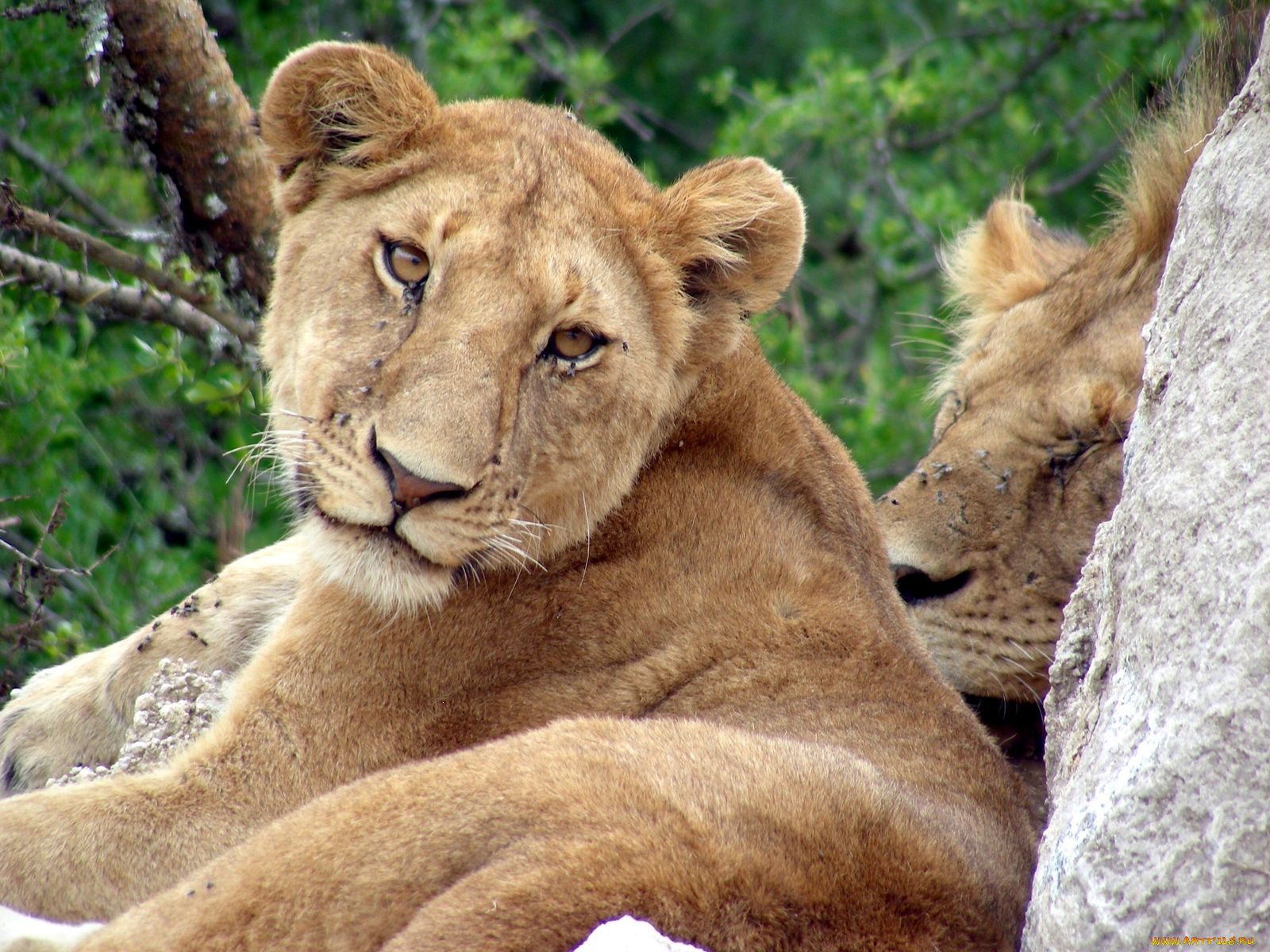 животные, львы