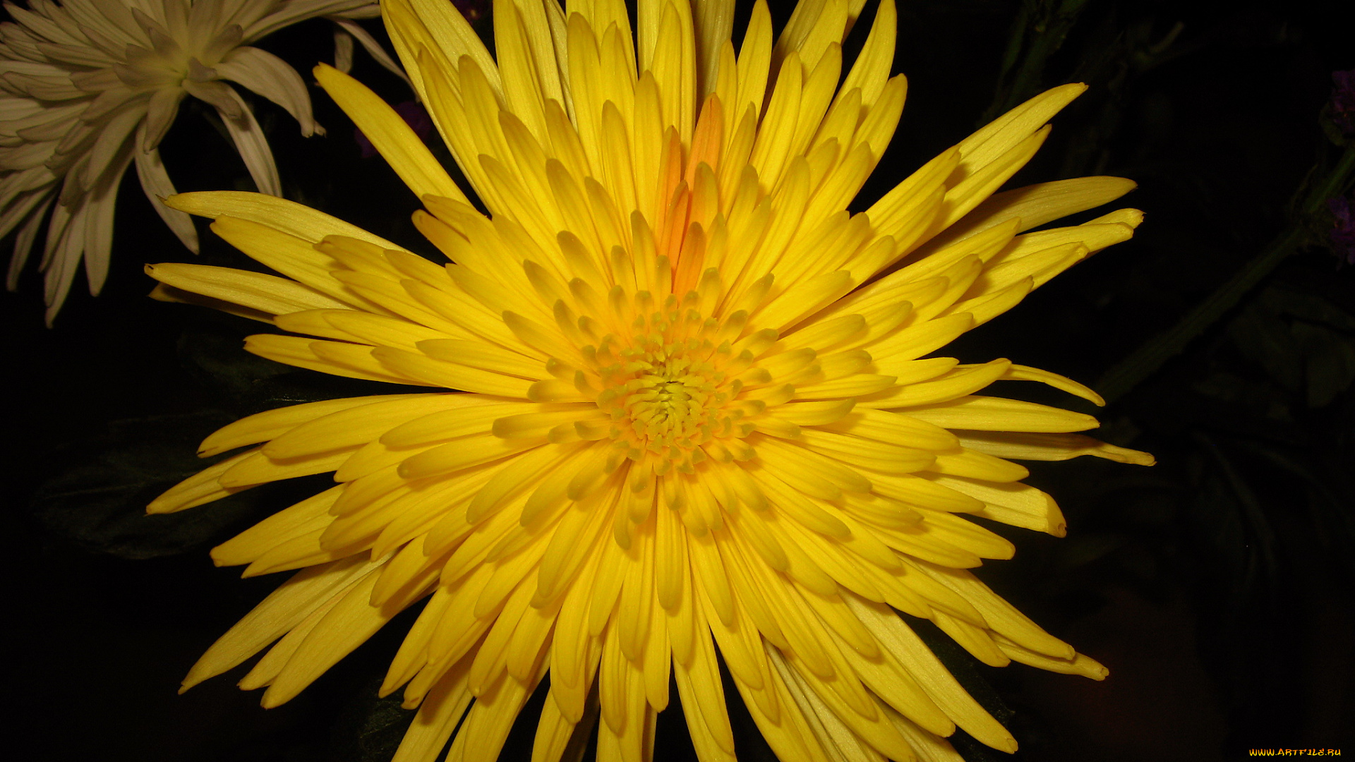 цветы, хризантемы