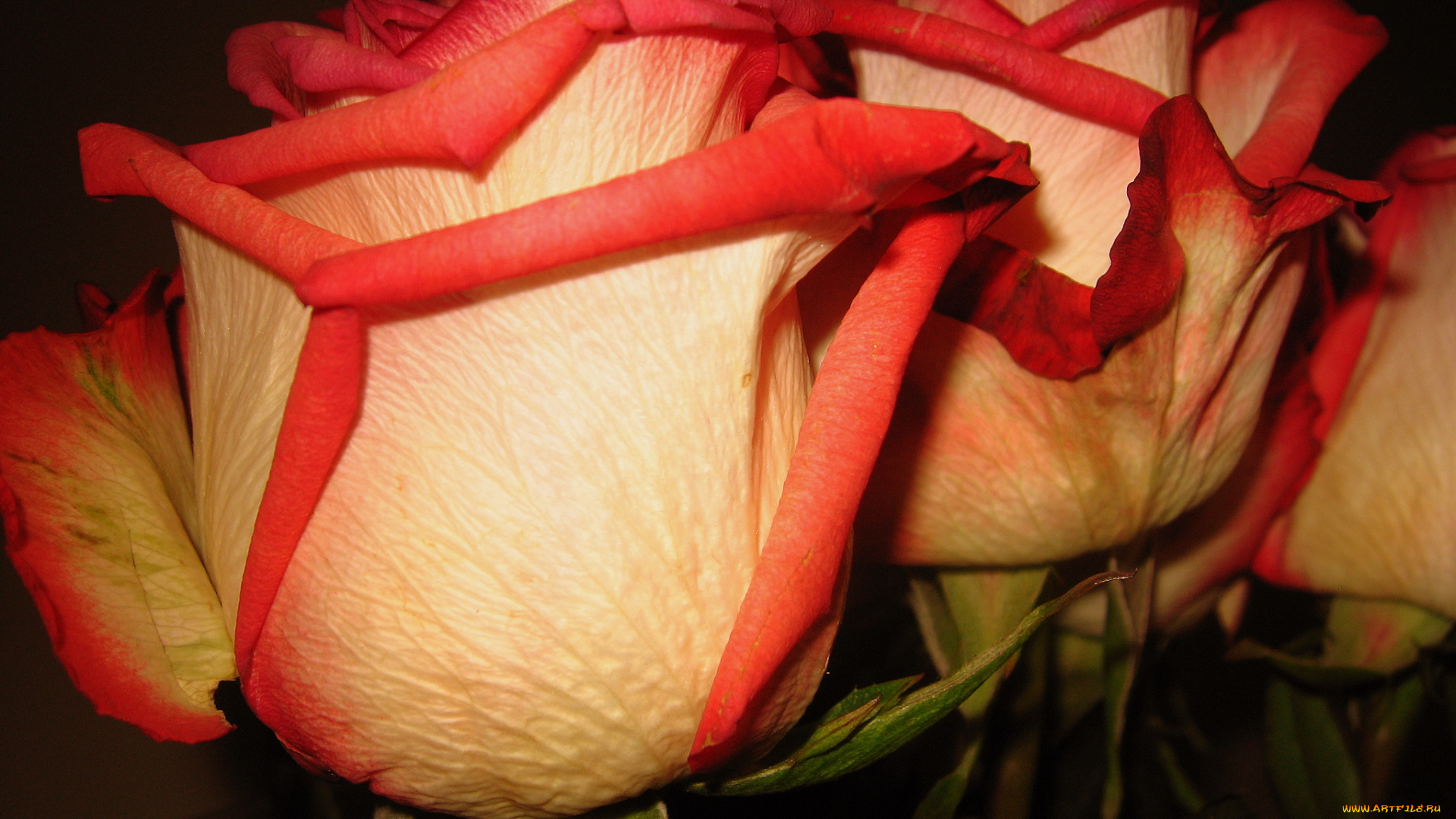 цветы, розы