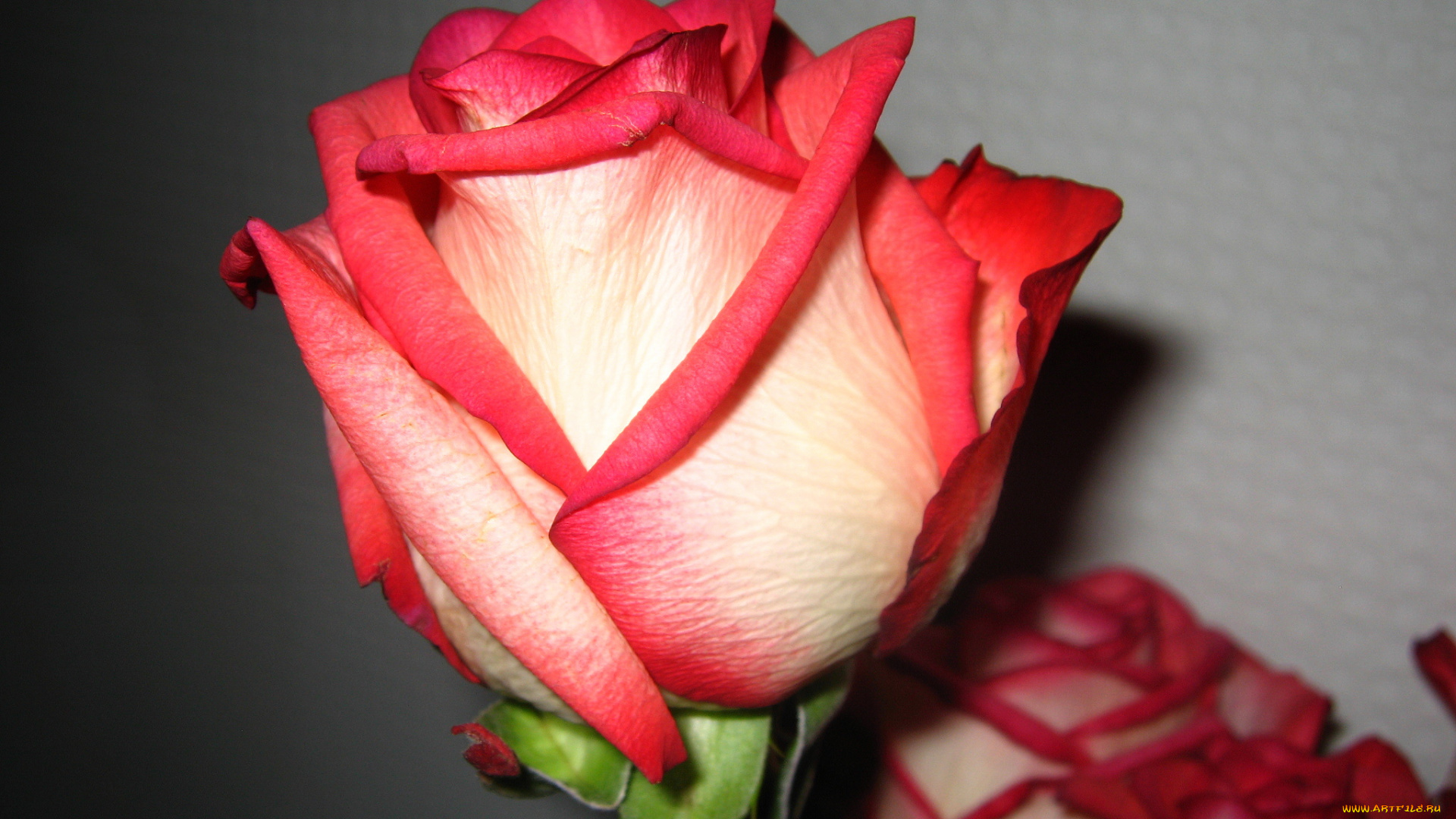 цветы, розы