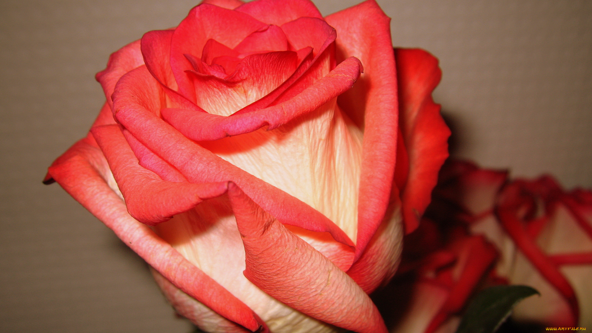 цветы, розы