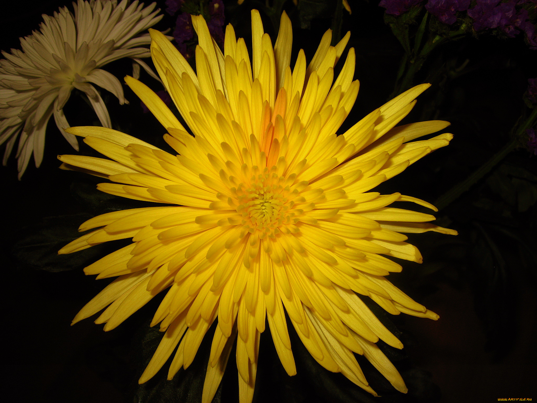 цветы, хризантемы