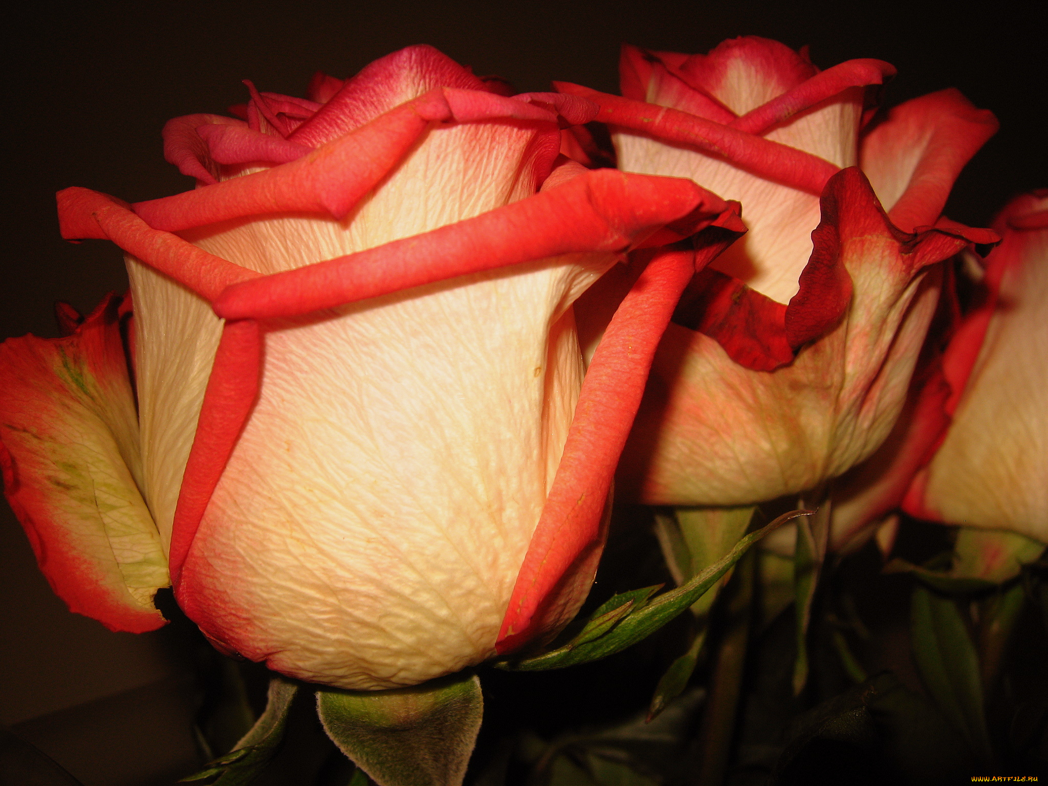 цветы, розы