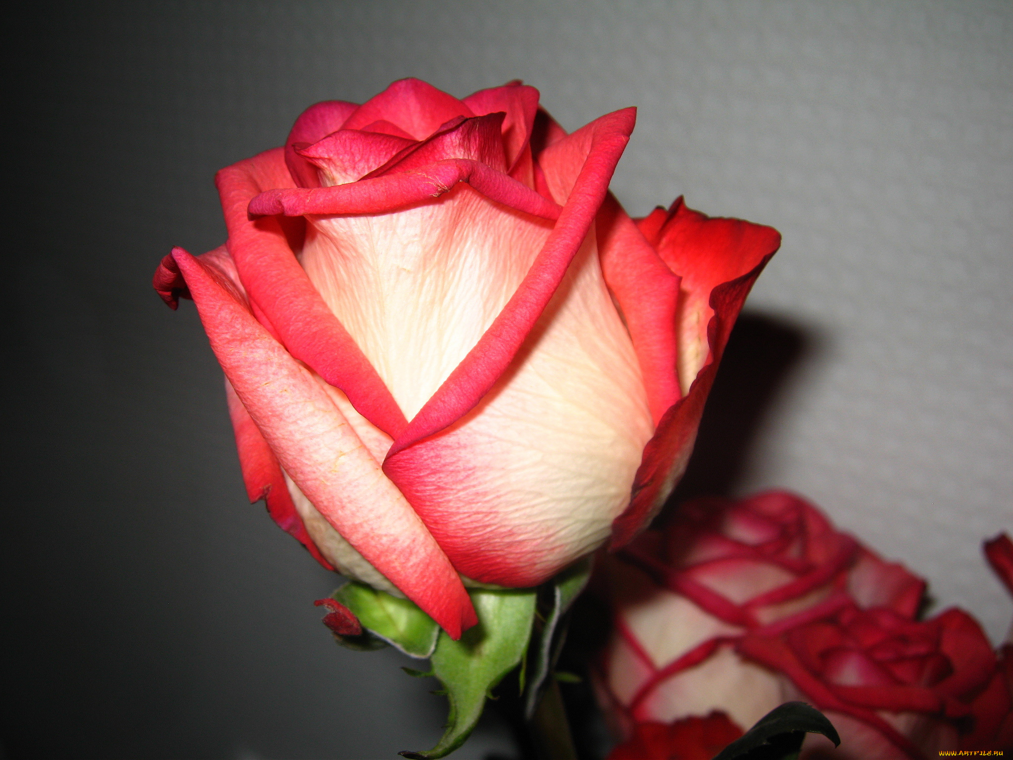 цветы, розы