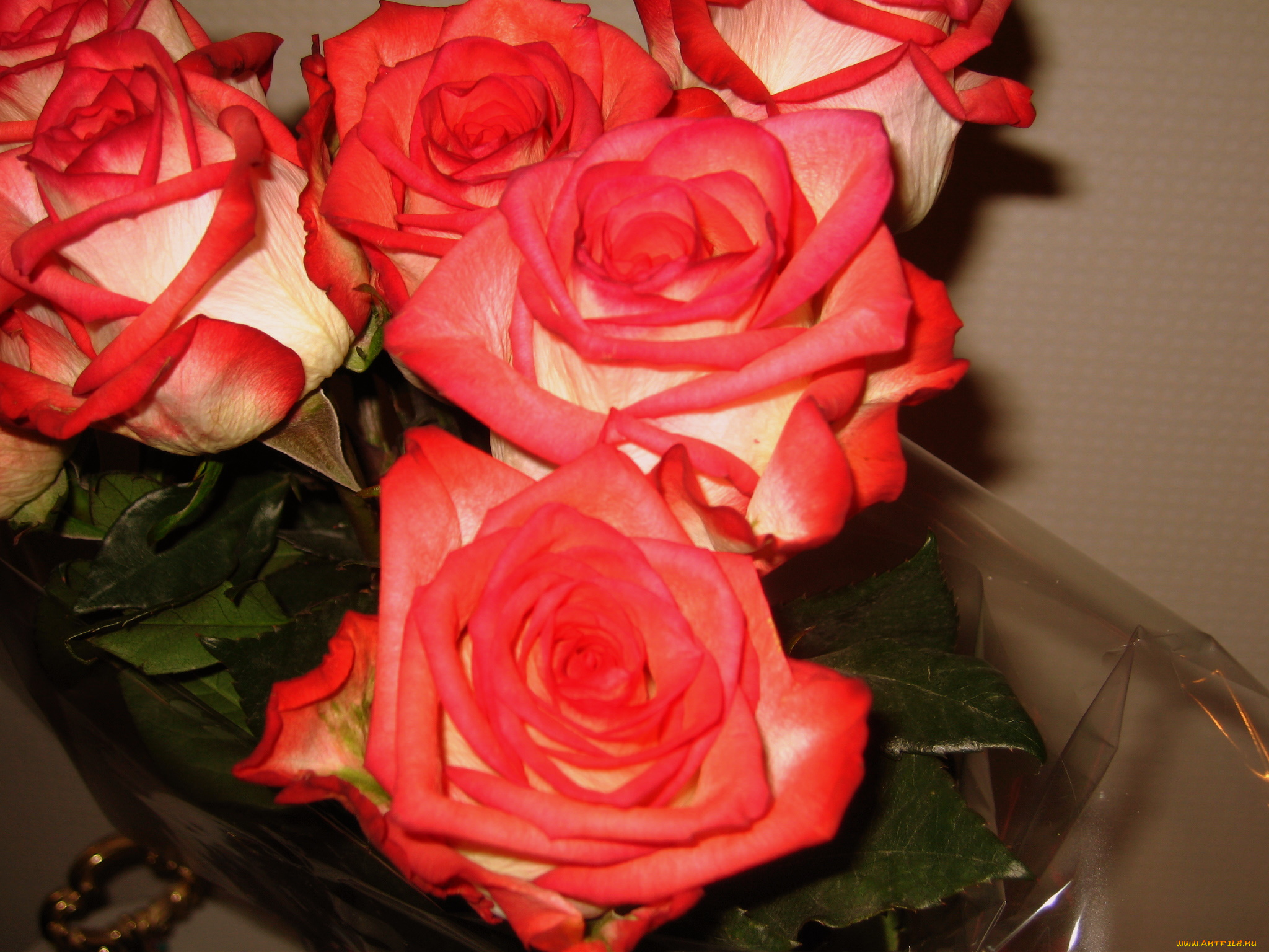 цветы, розы