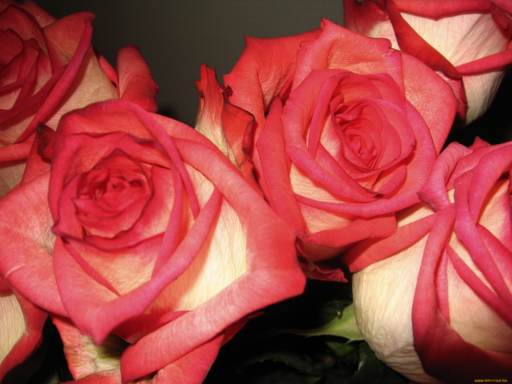 цветы, розы