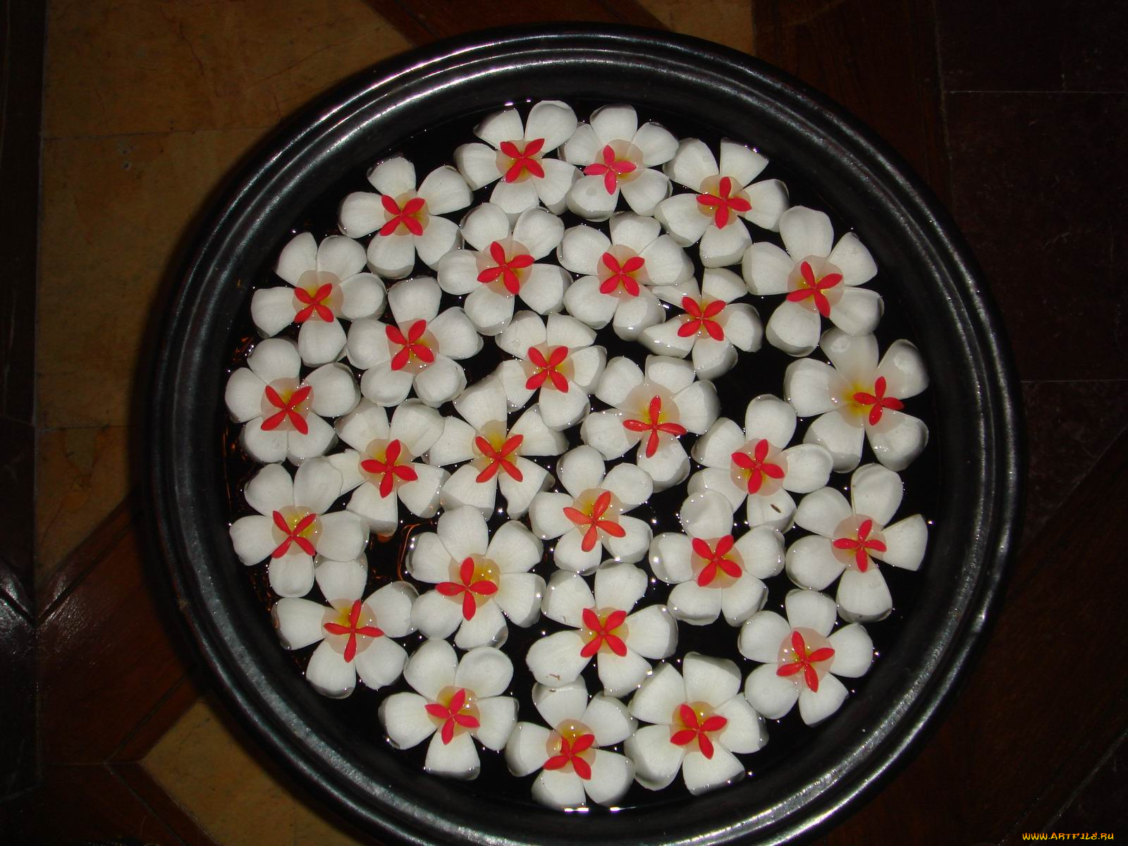 цветы, плюмерия