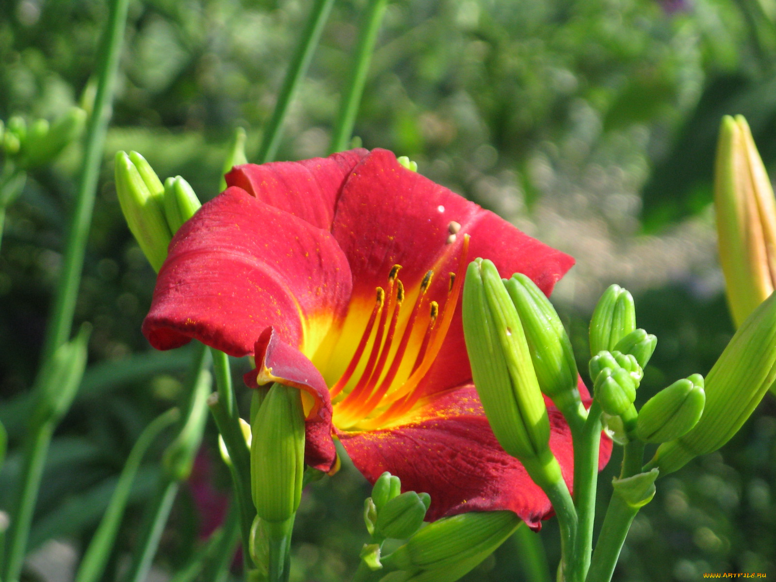 цветы, лилии, лилейники, бутоны