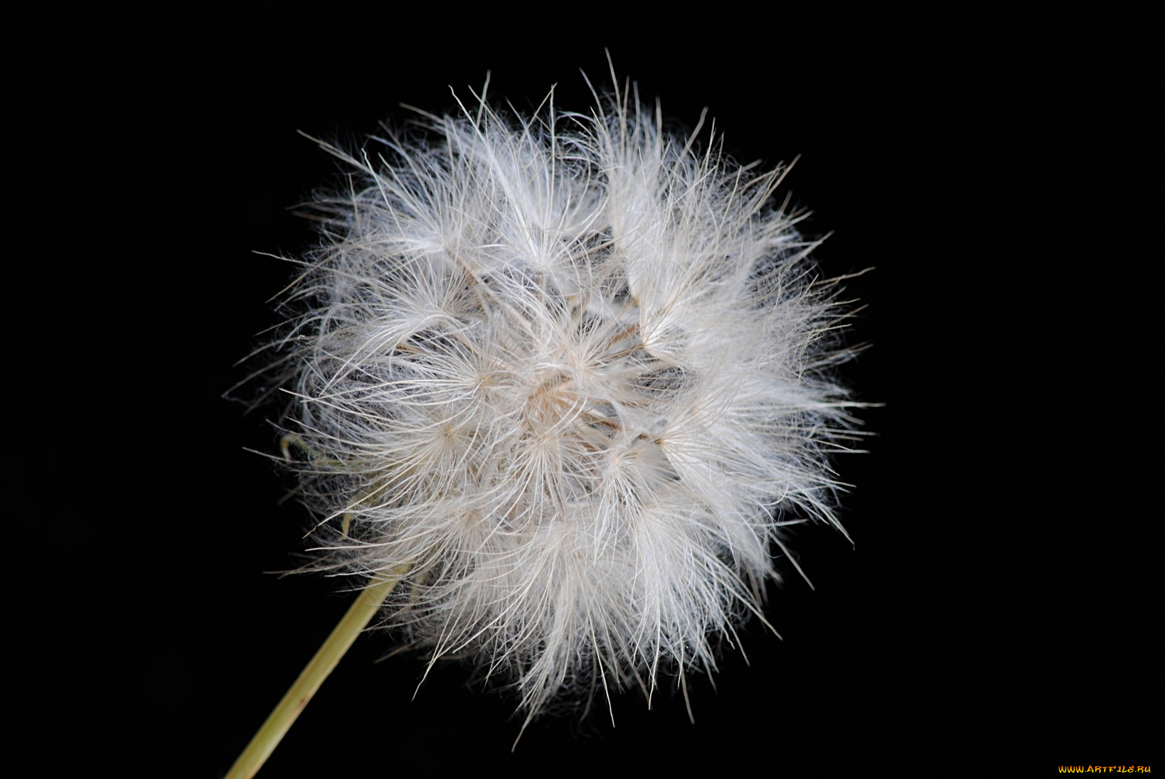 цветы, луговые, полевые, фон, тёмный