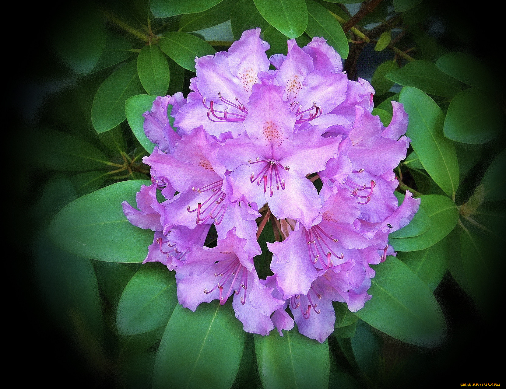 цветы, рододендроны, азалии, листья, тёмный