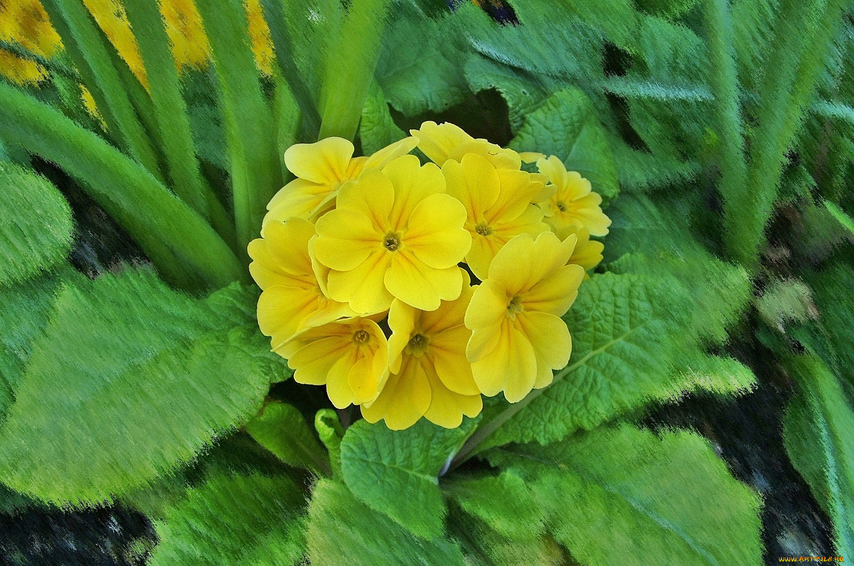 цветы, примулы, листья