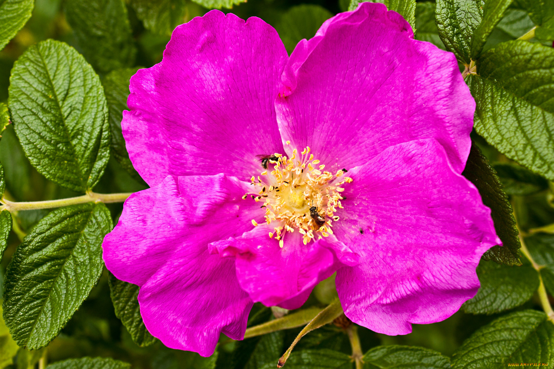 цветы, шиповник, листья