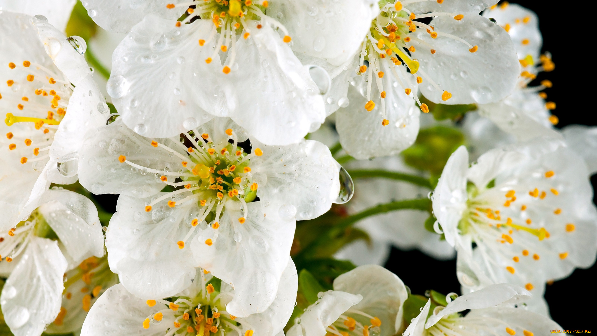 цветы, цветущие, деревья, кустарники, белый, капли, тычинки