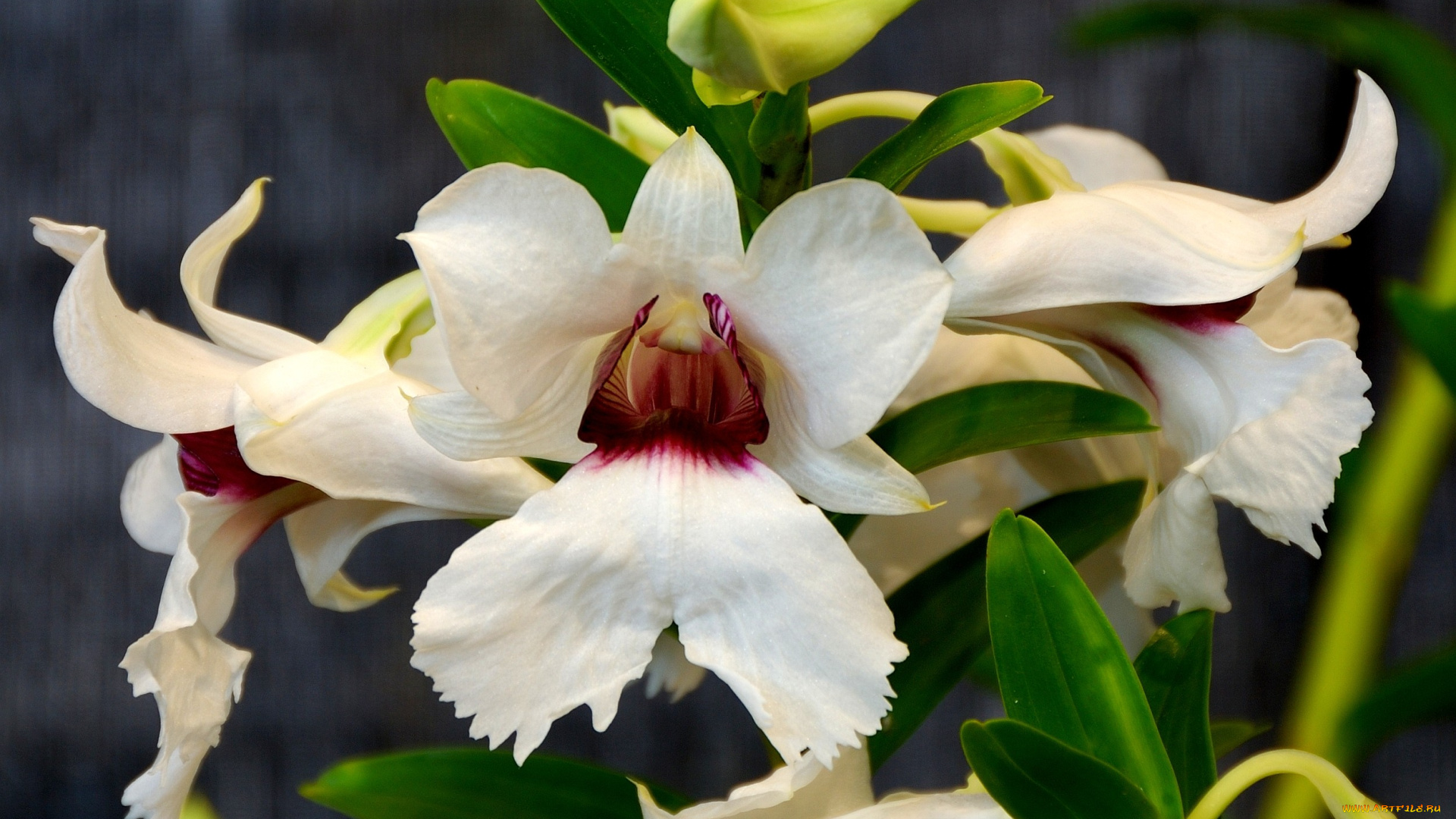 цветы, орхидеи, кремовый, экзотика