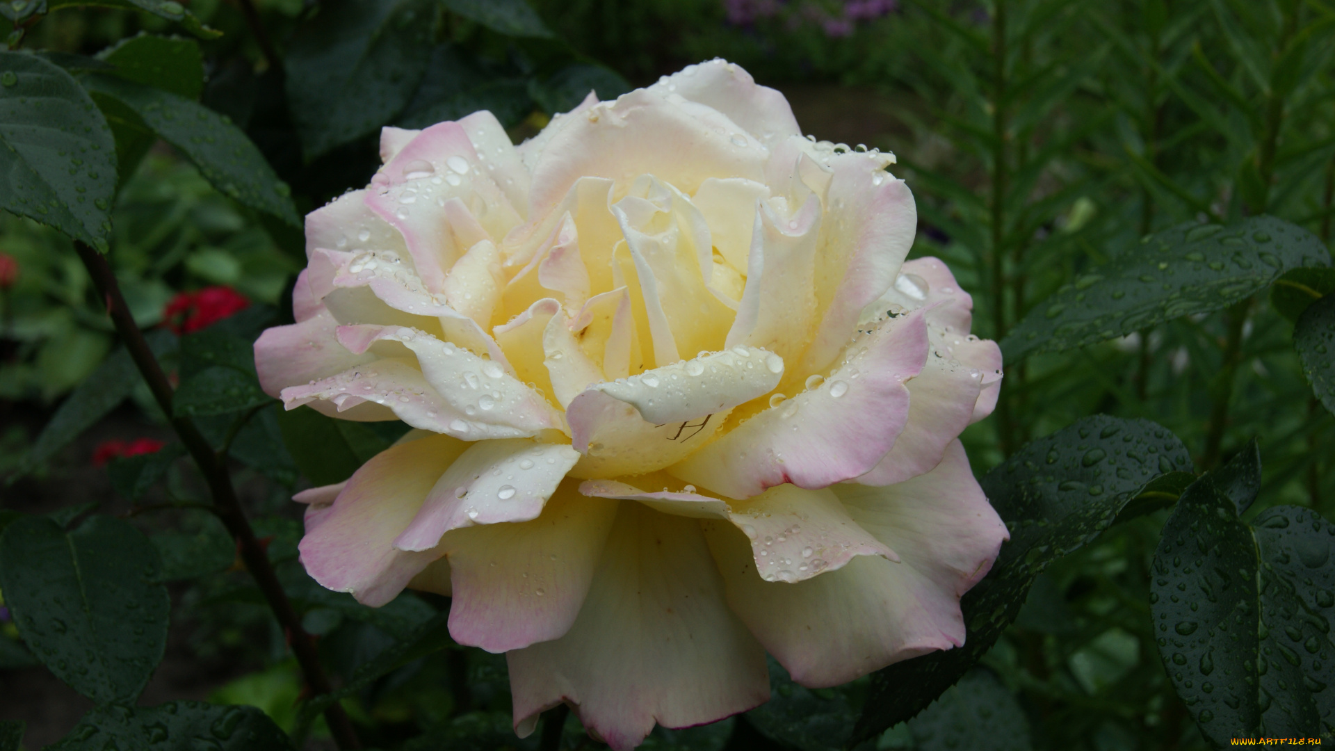 цветы, розы, зеленый, фон