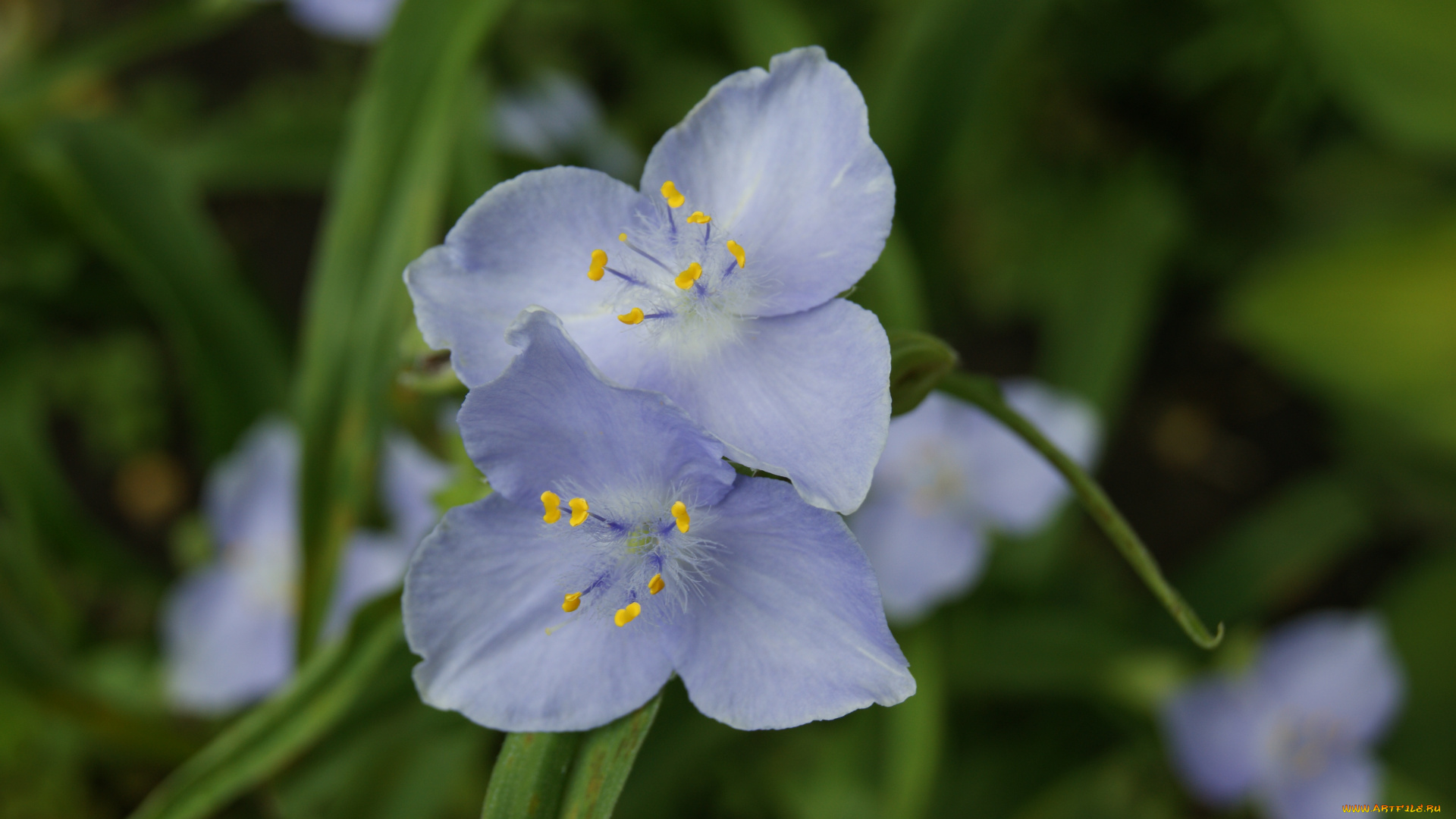 цветы, традесканции, зеленый, фон