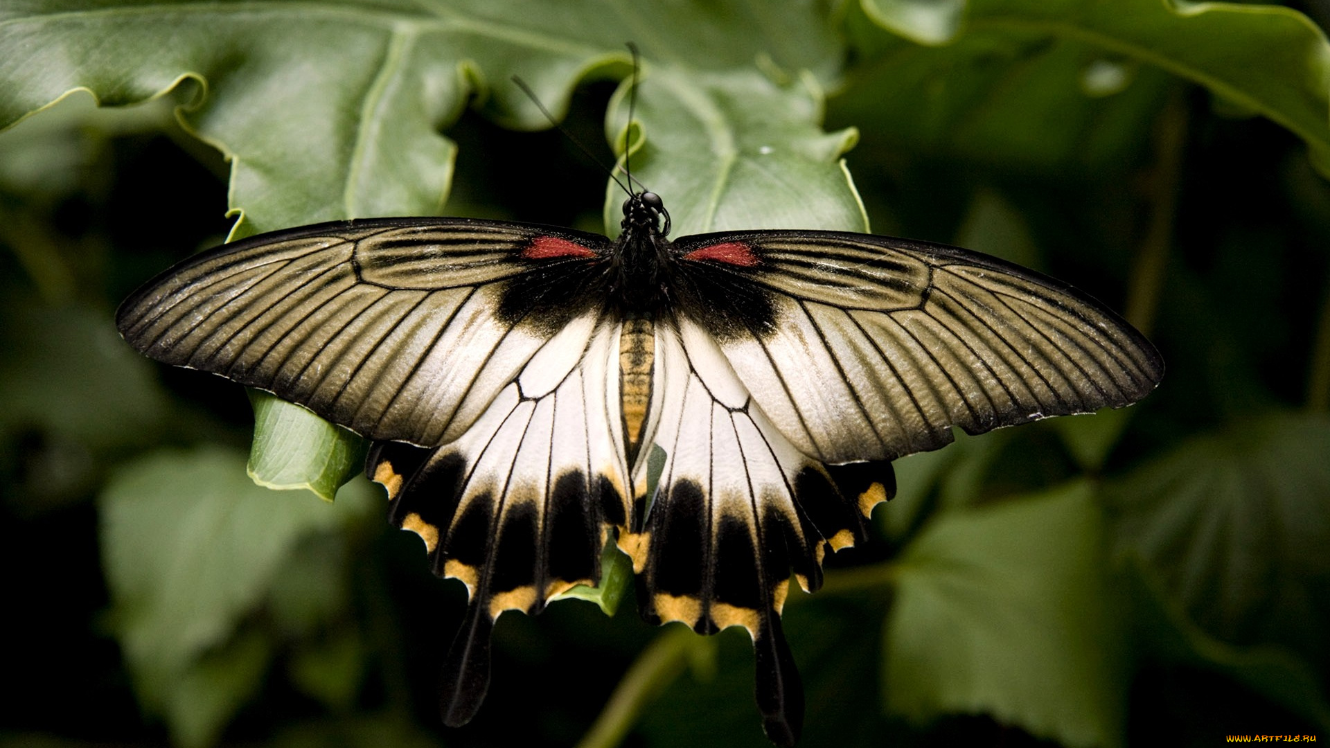животные, бабочки, крылья, большой