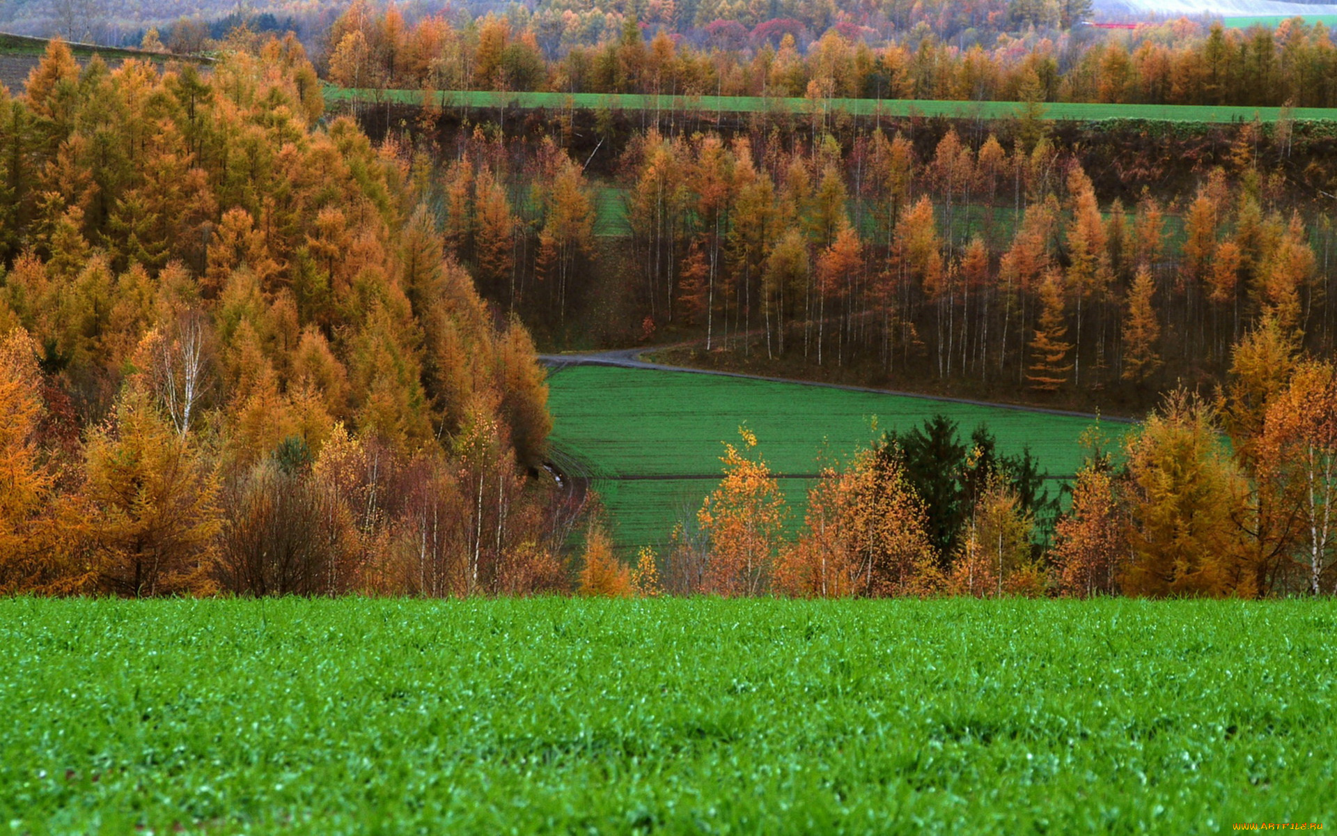 природа, поля, деревья