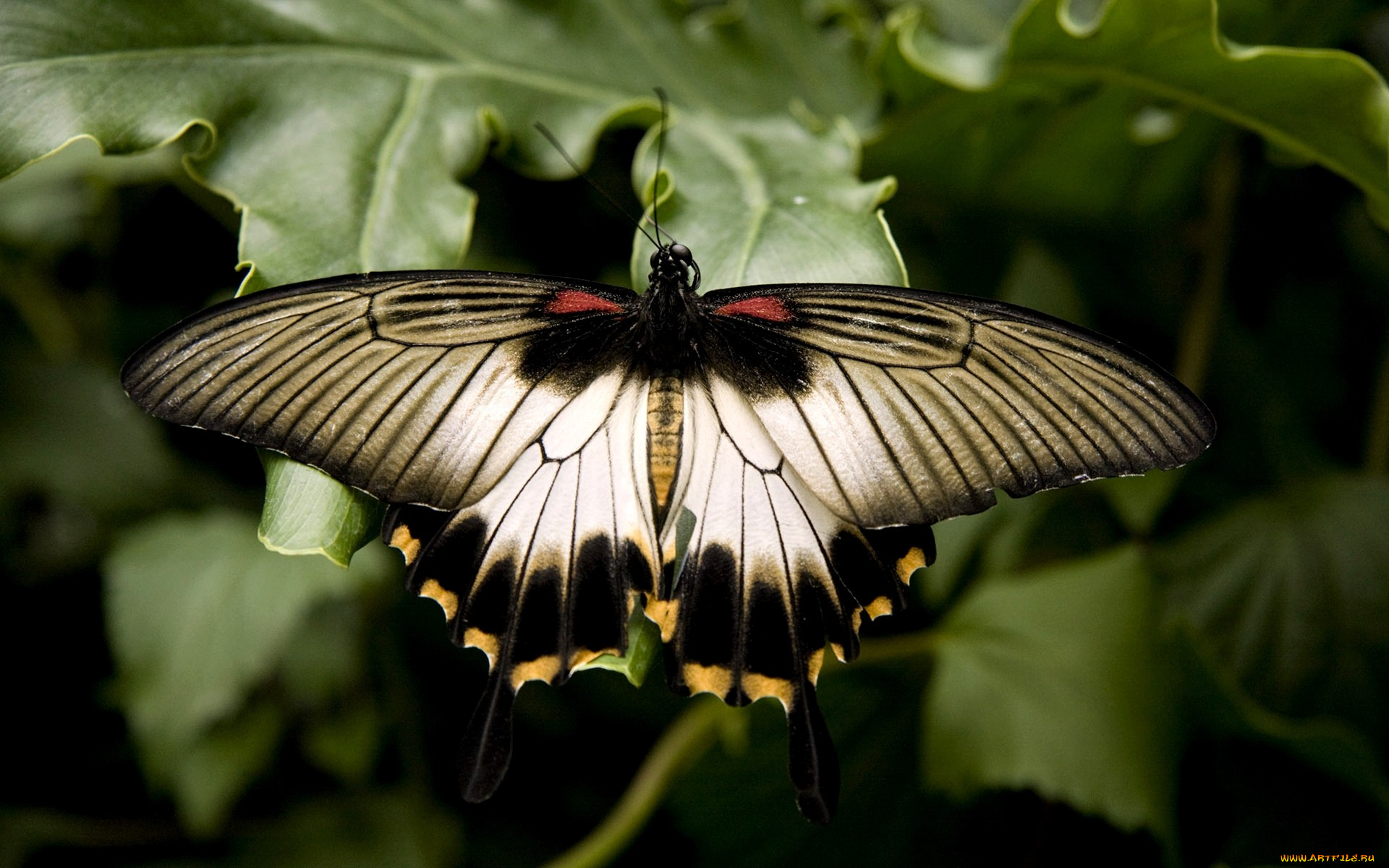 животные, бабочки, крылья, большой