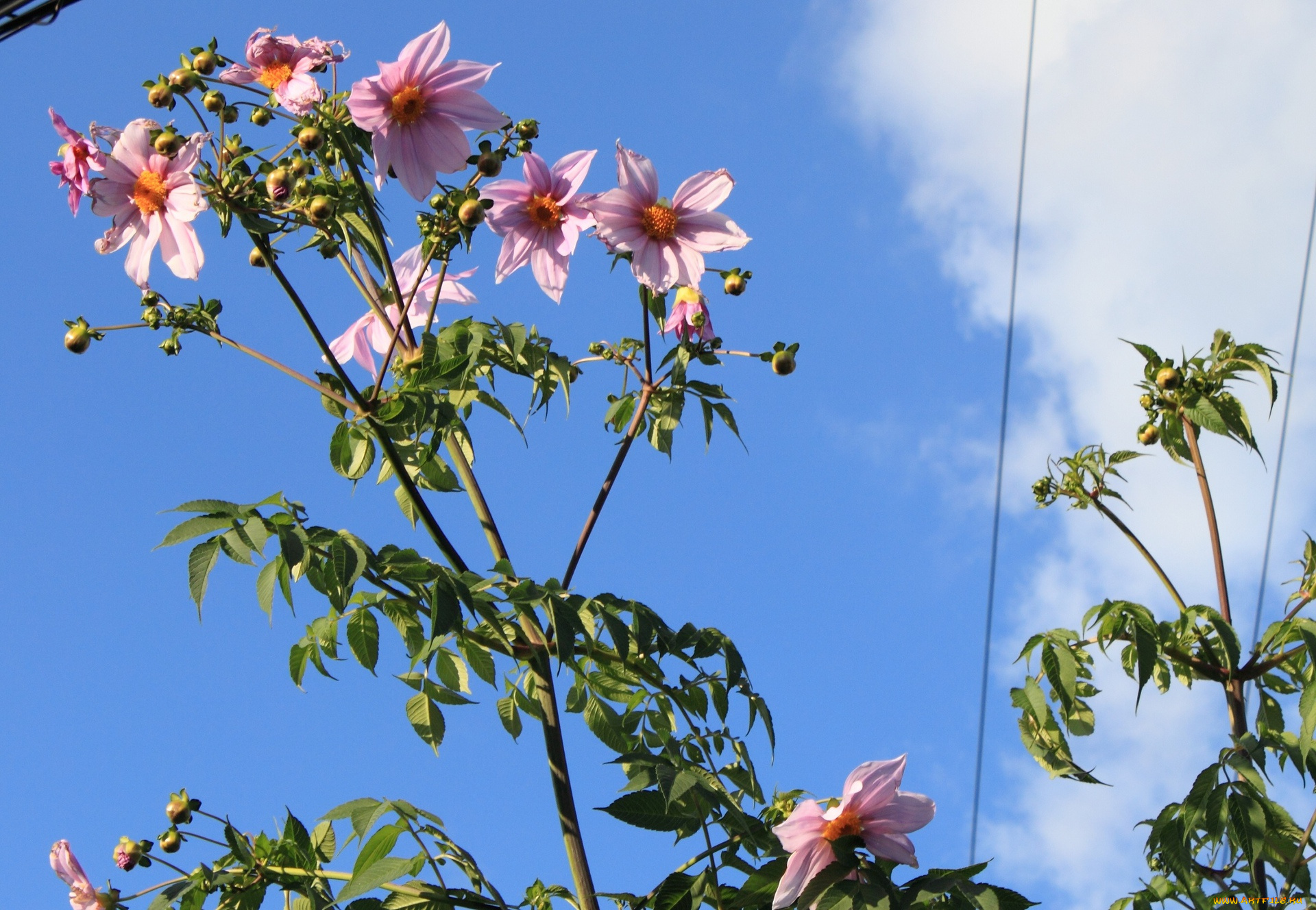 цветы, георгины, листья, лепестки