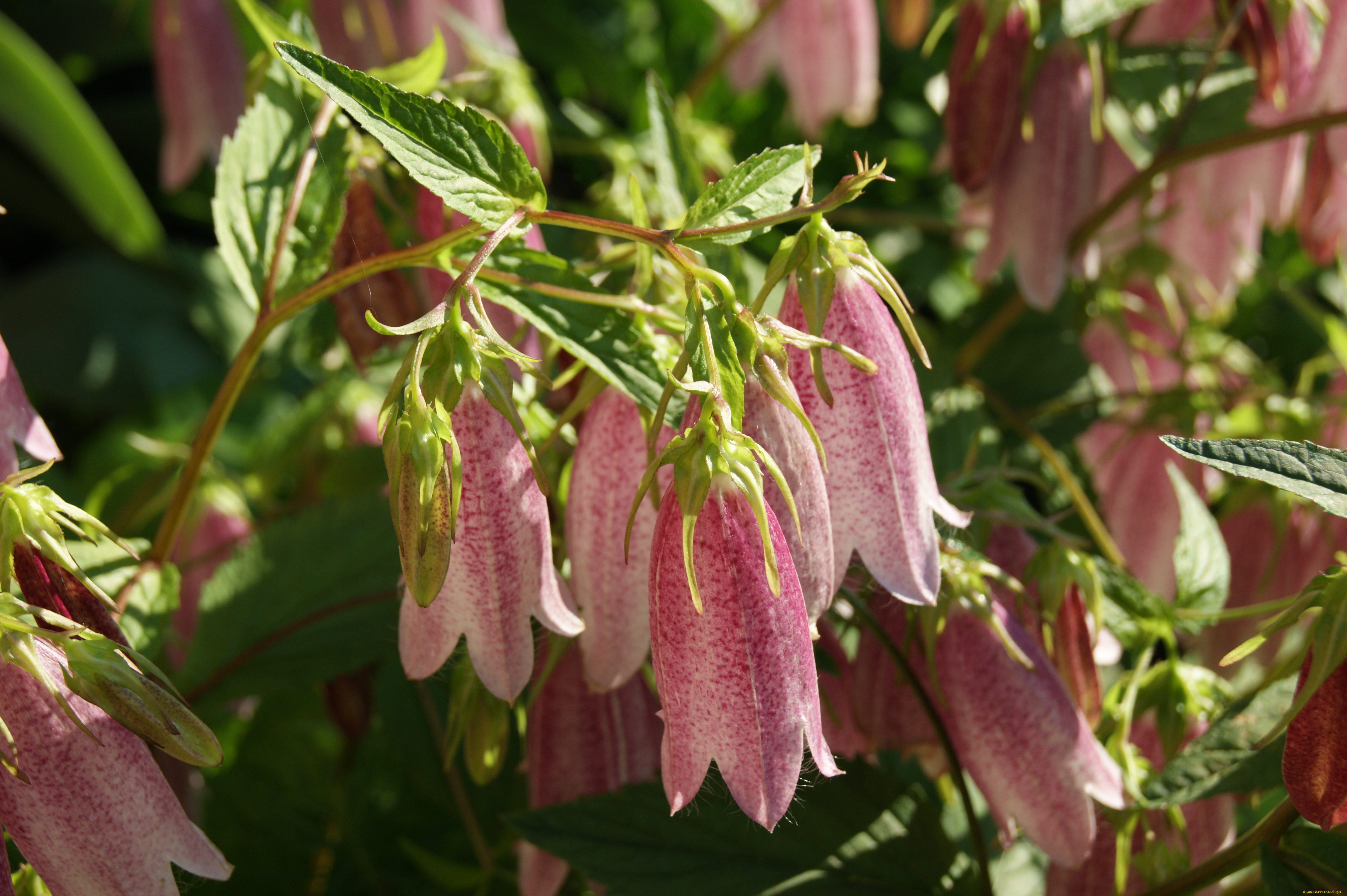 цветы, колокольчики