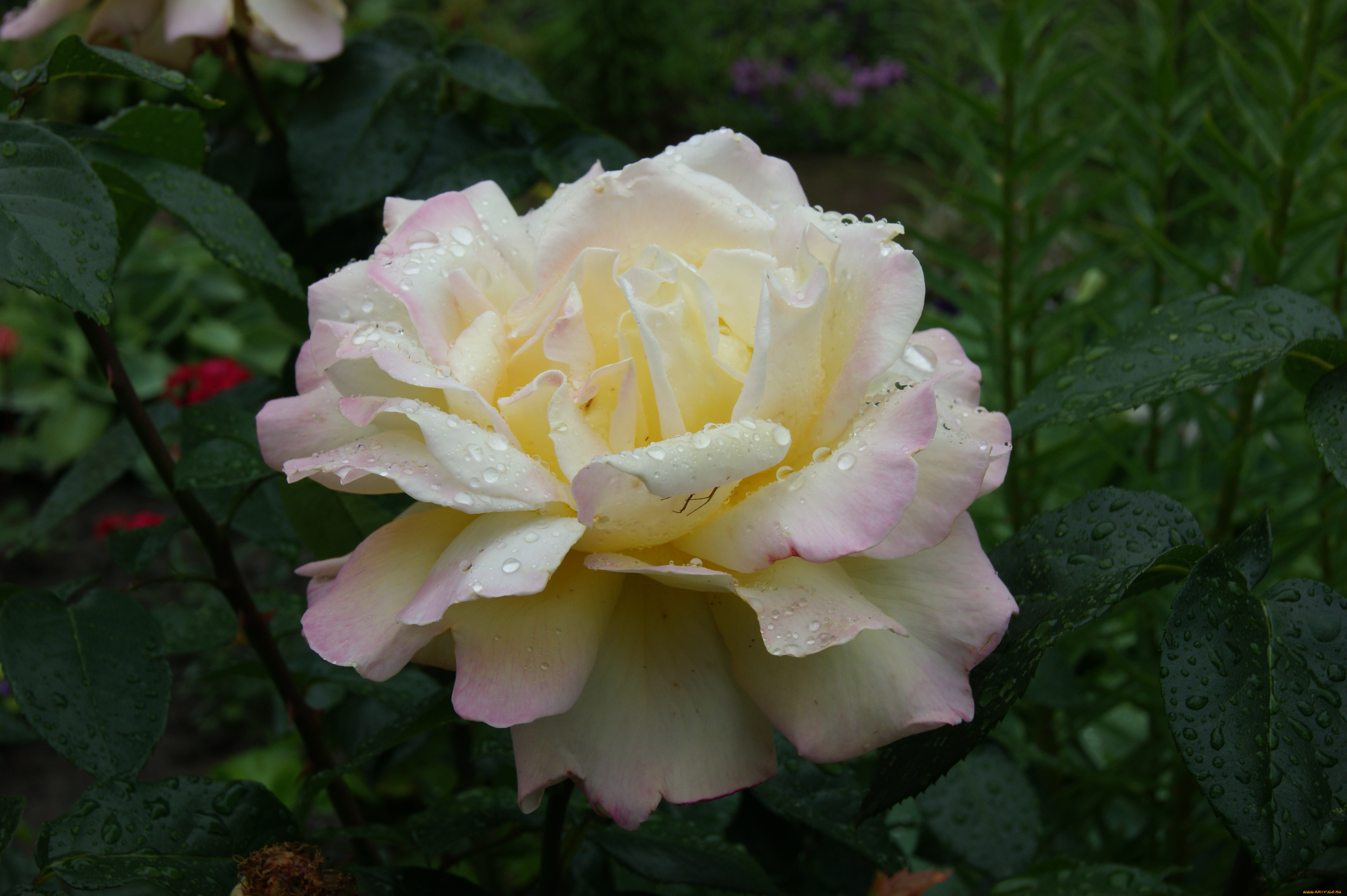 цветы, розы, зеленый, фон