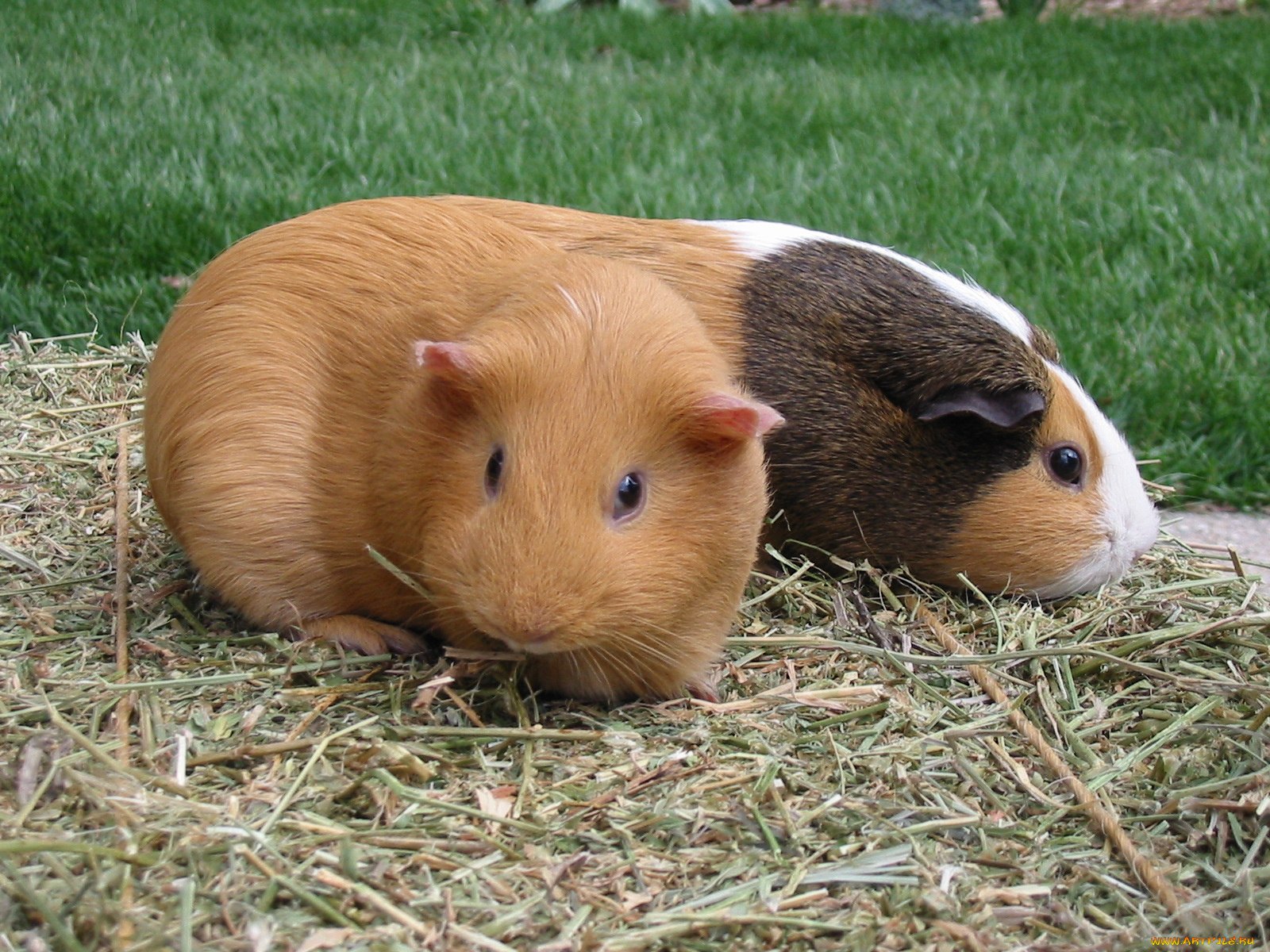 морские, свинки, животные, хомяки, сено, трава, две
