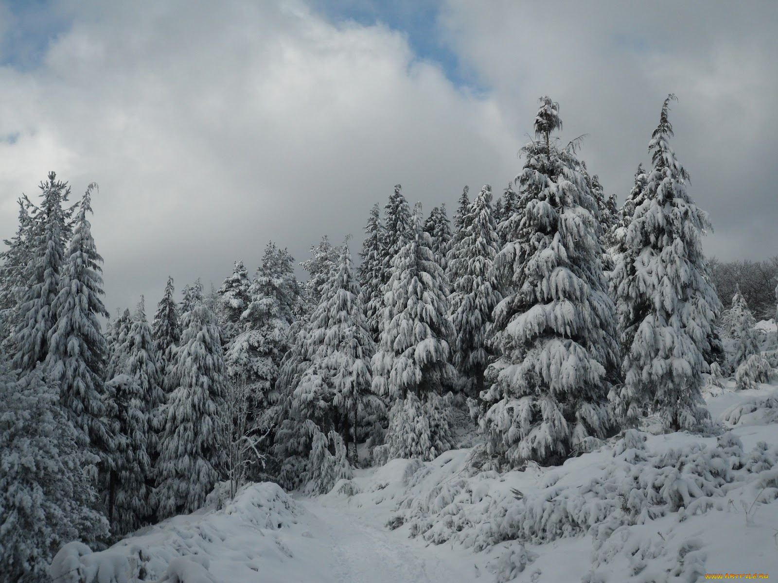природа, зима, ели, снег