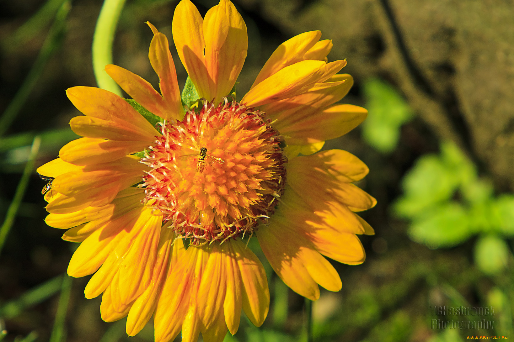 цветы, гайлардии, гелениумы, бутоны