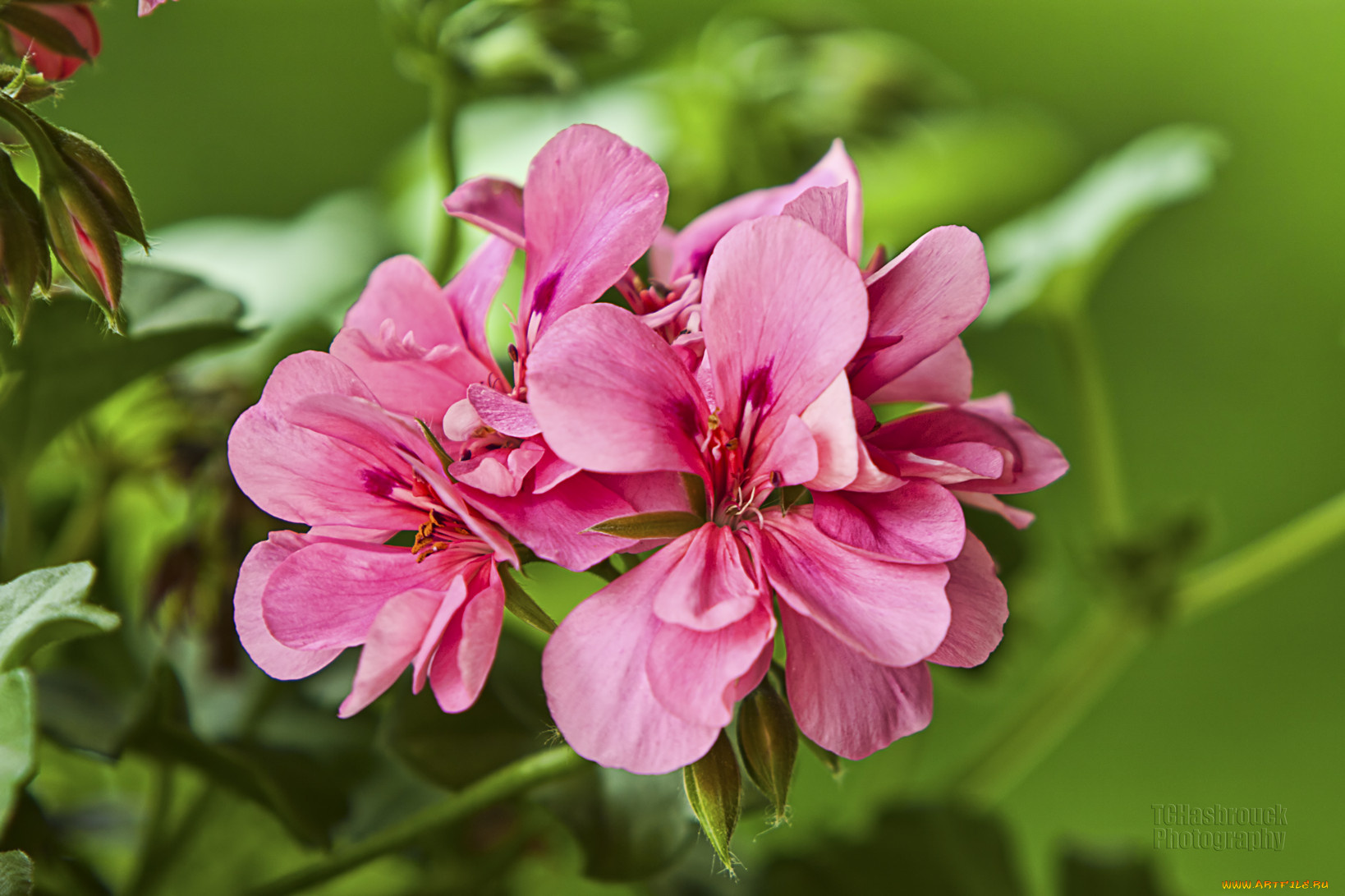 цветы, герань, бутоны