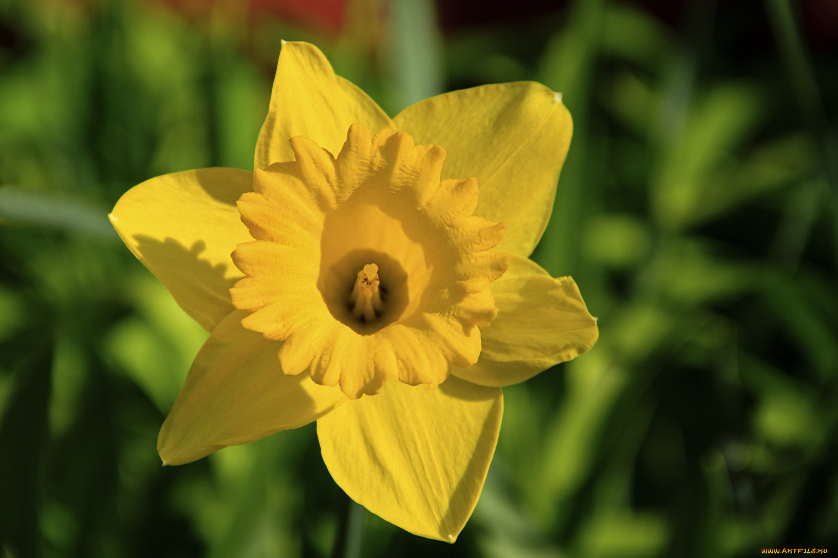 цветы, нарциссы, лепестки