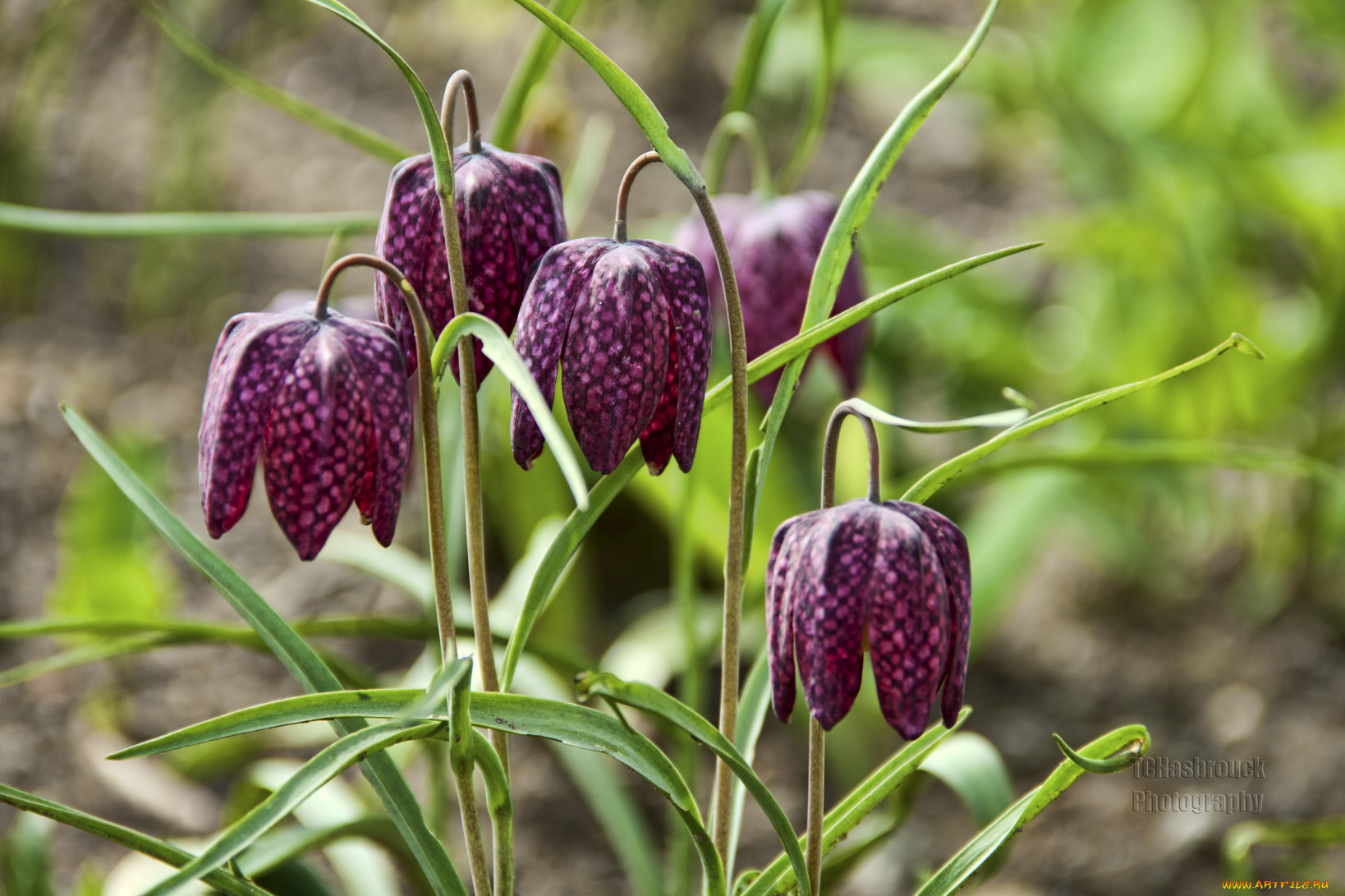 цветы, рябчики, бутоны, рябчик