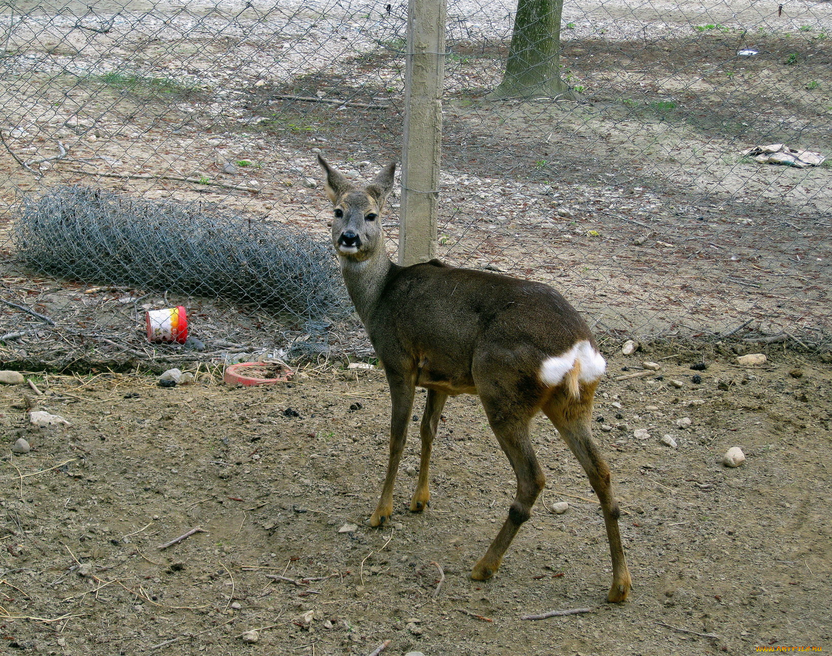 животные, олени, олень